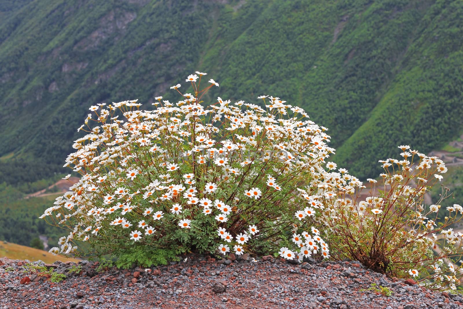 Caucasus mountain landscape and bush of camomiles