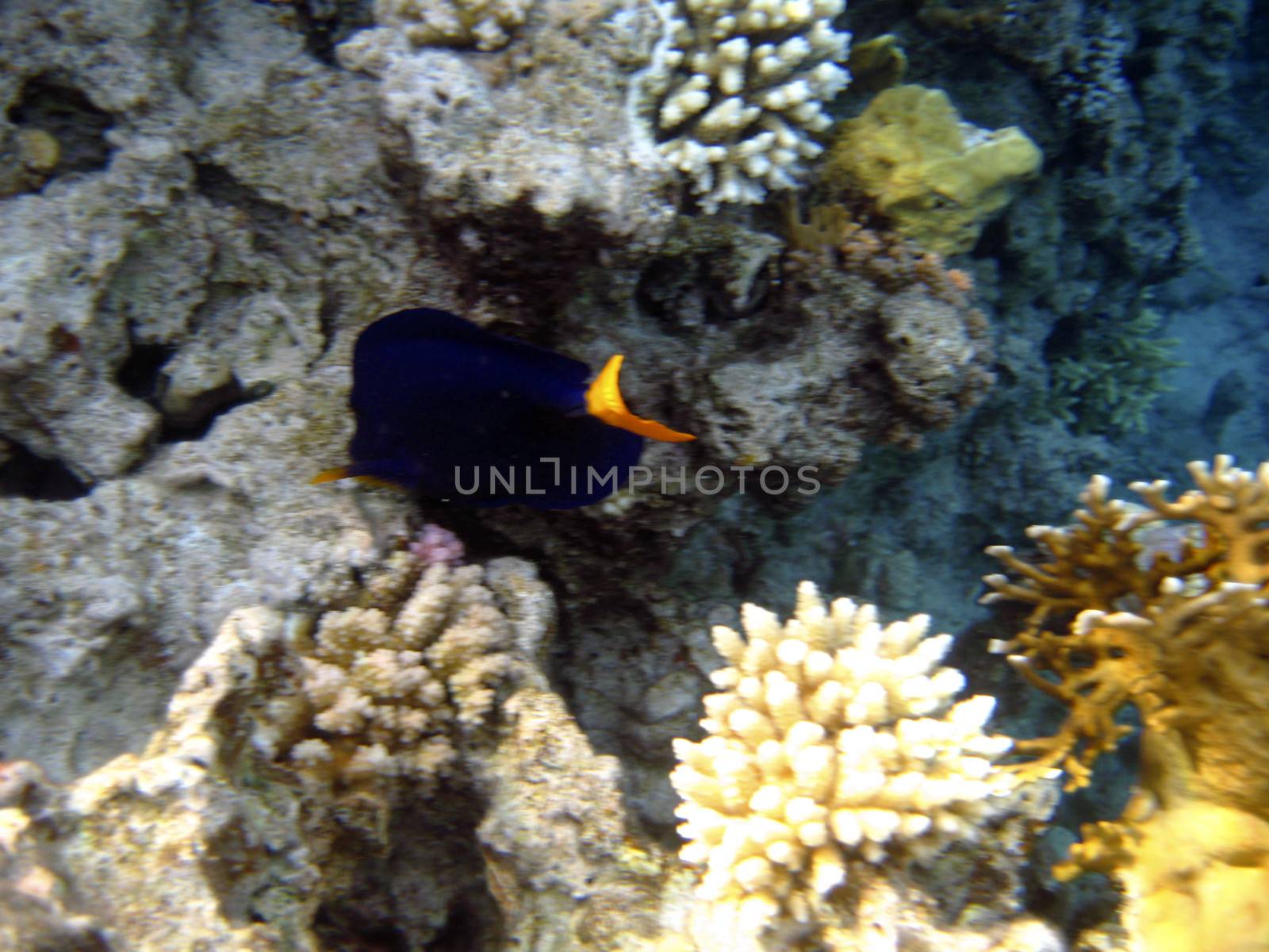 Tropical exotic fish in the Red sea. Zebrasoma xanthurum