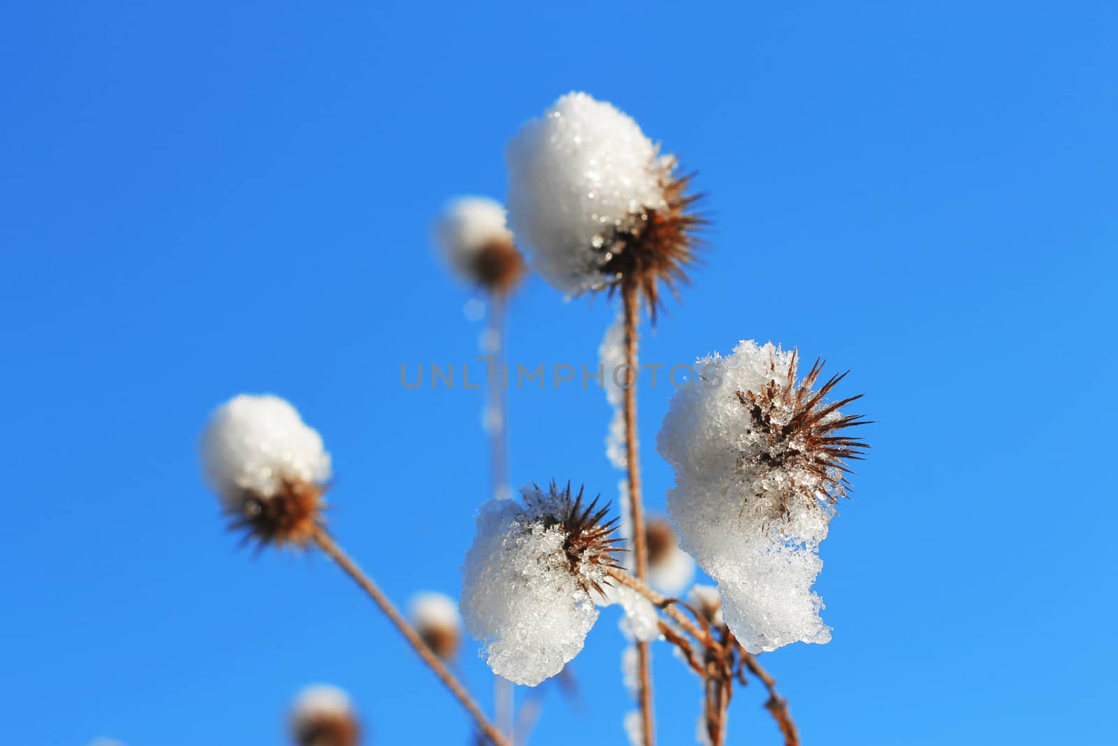 Flower with a pins under the snow against blue sky