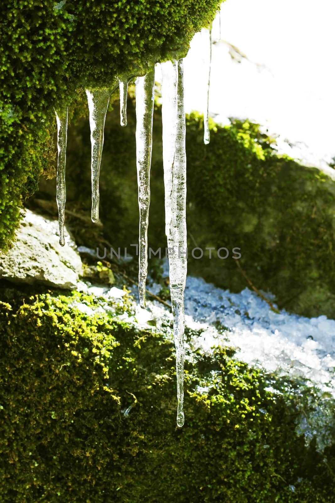 Frozen icicles hanging from the stone in the forest