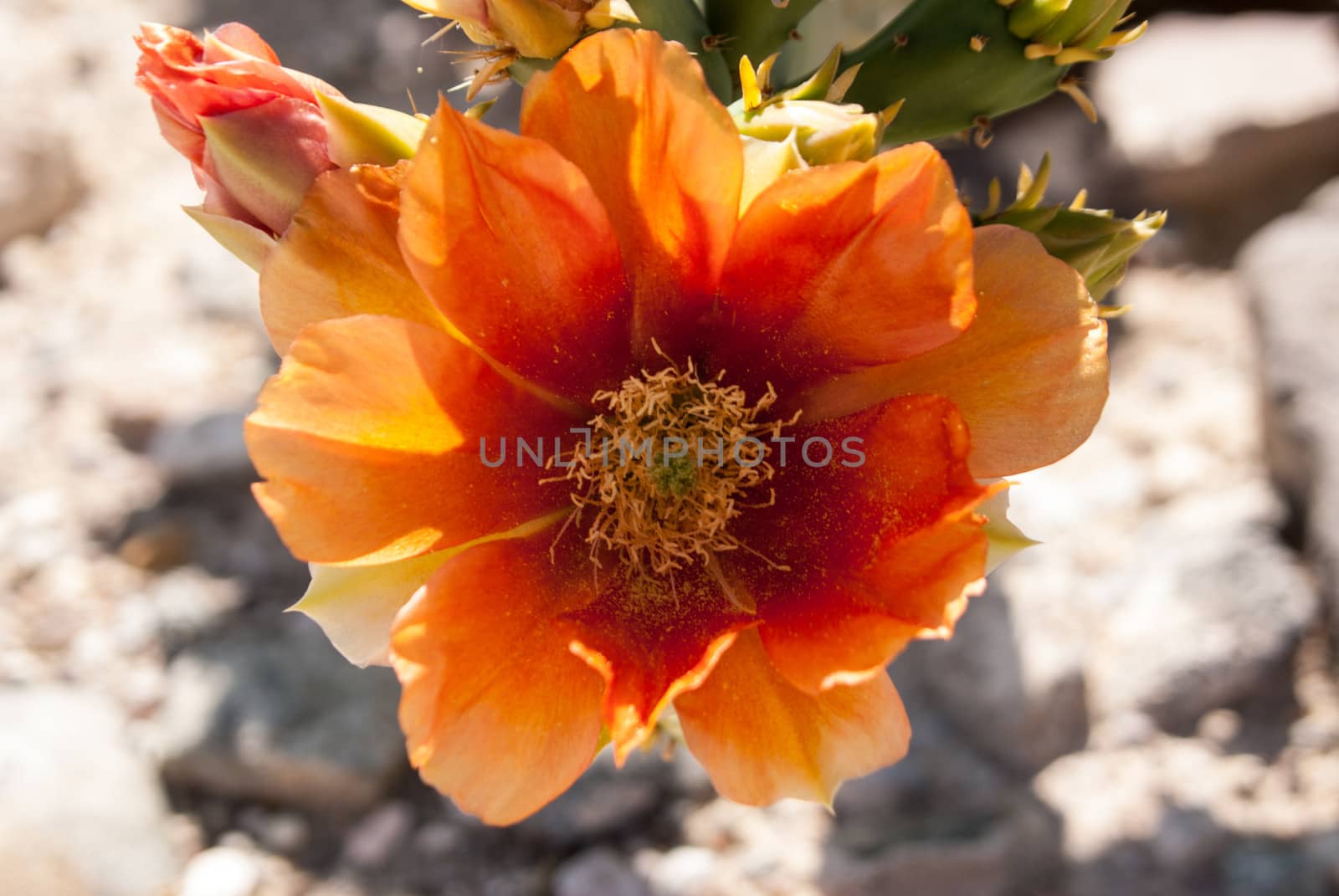 Cactus flower backlit by sunlight by emattil