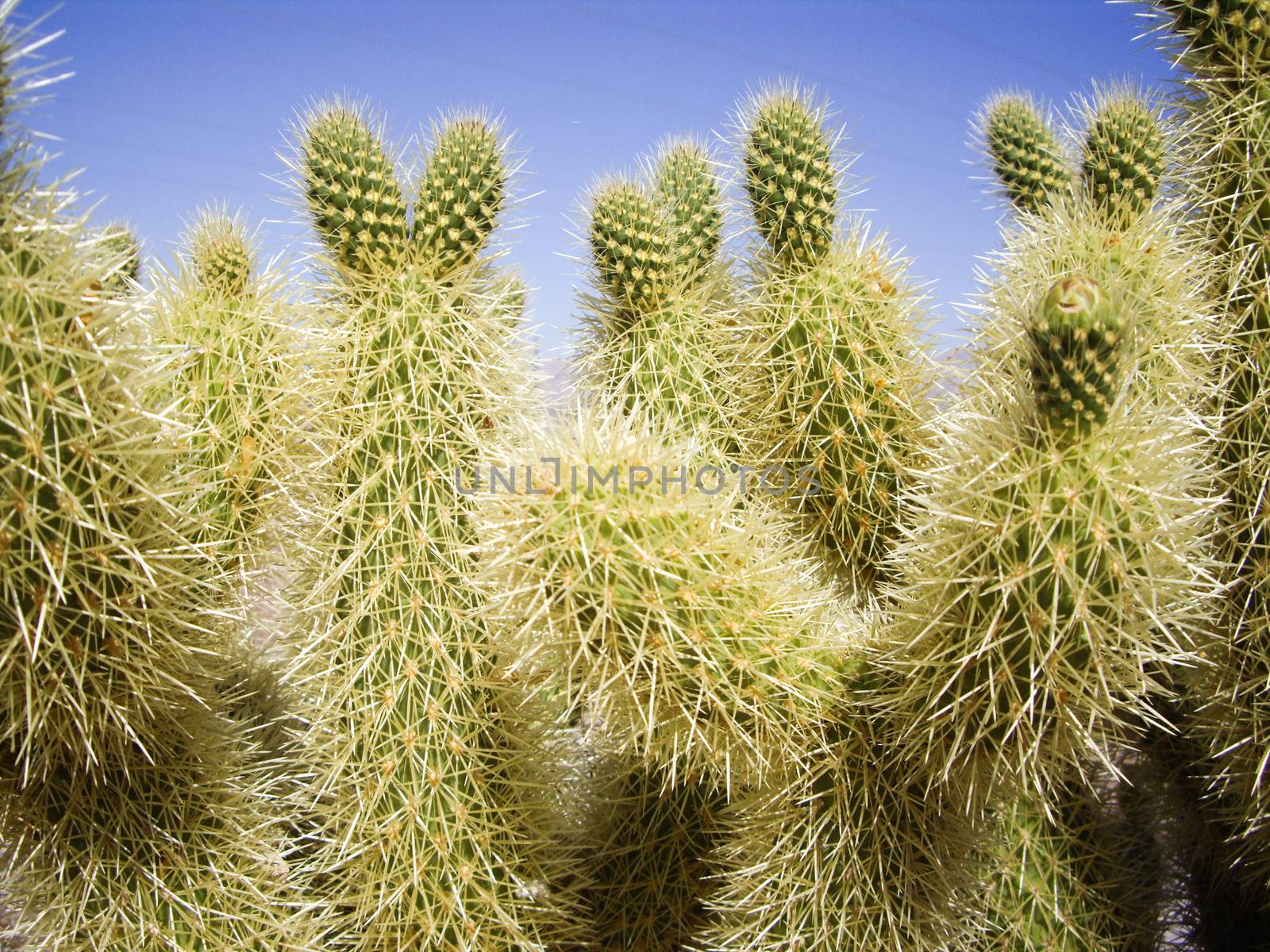 Green cactus with many spines