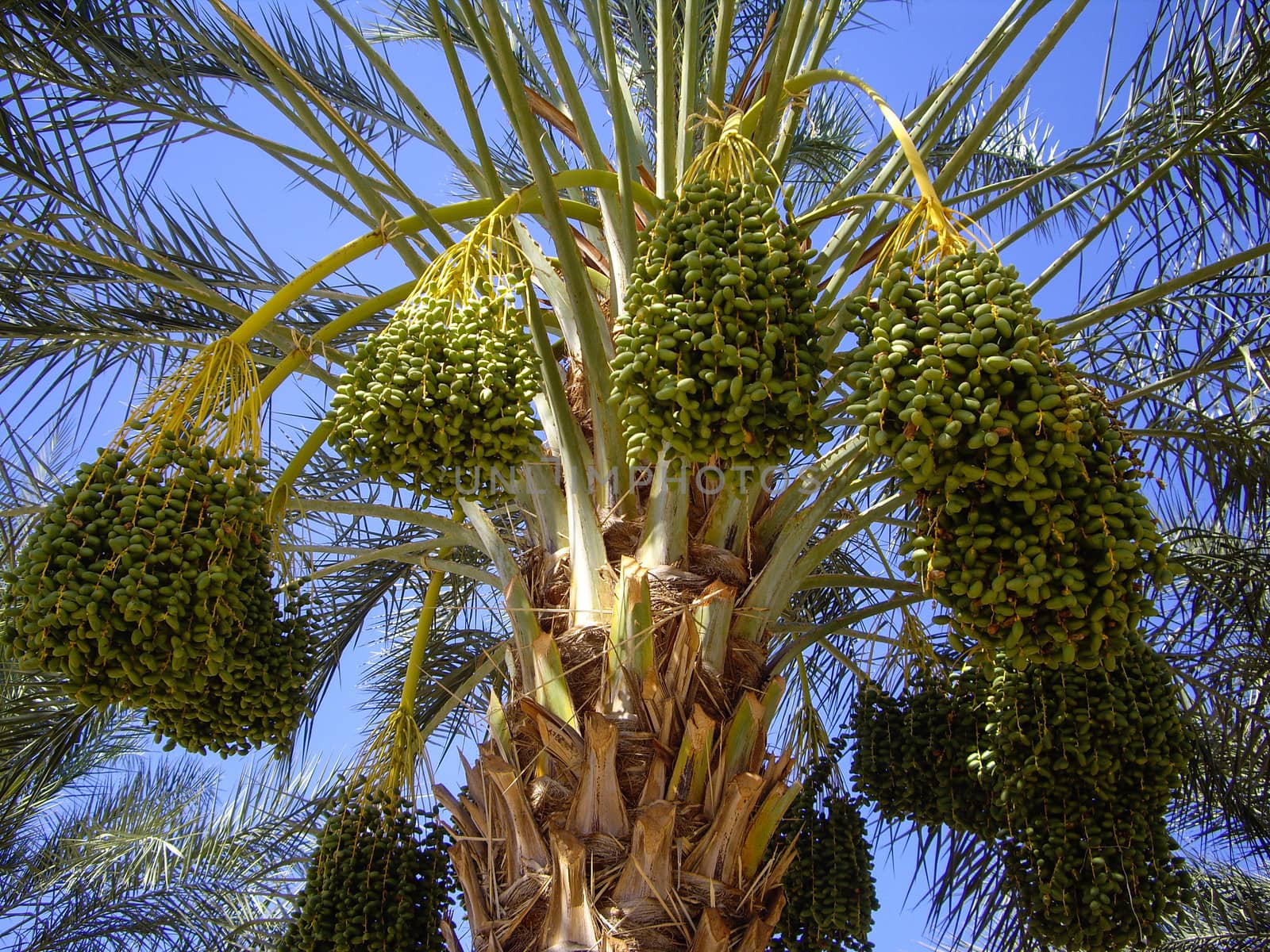 Ripe dates on palm tree by emattil