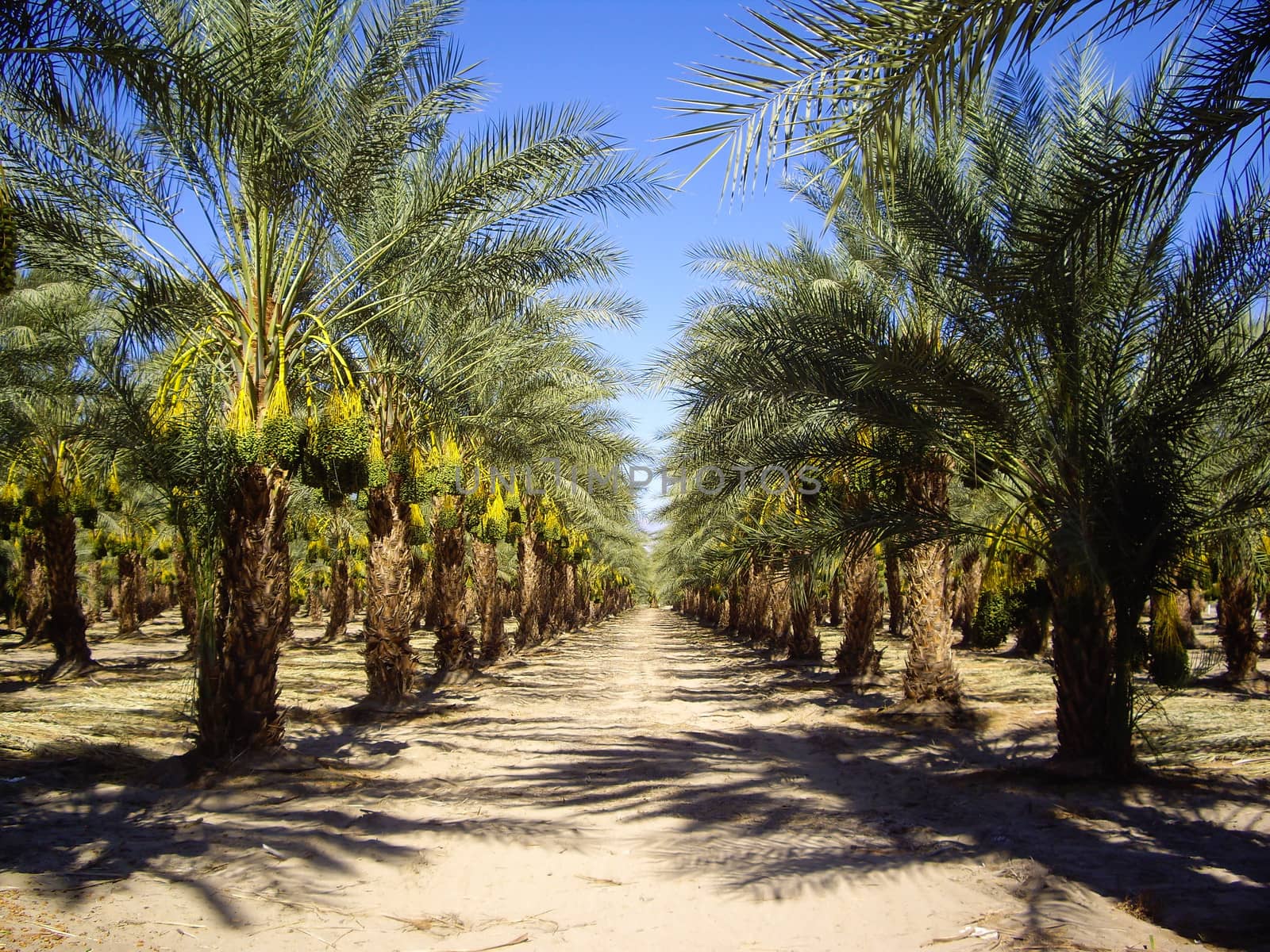 Date palms in California