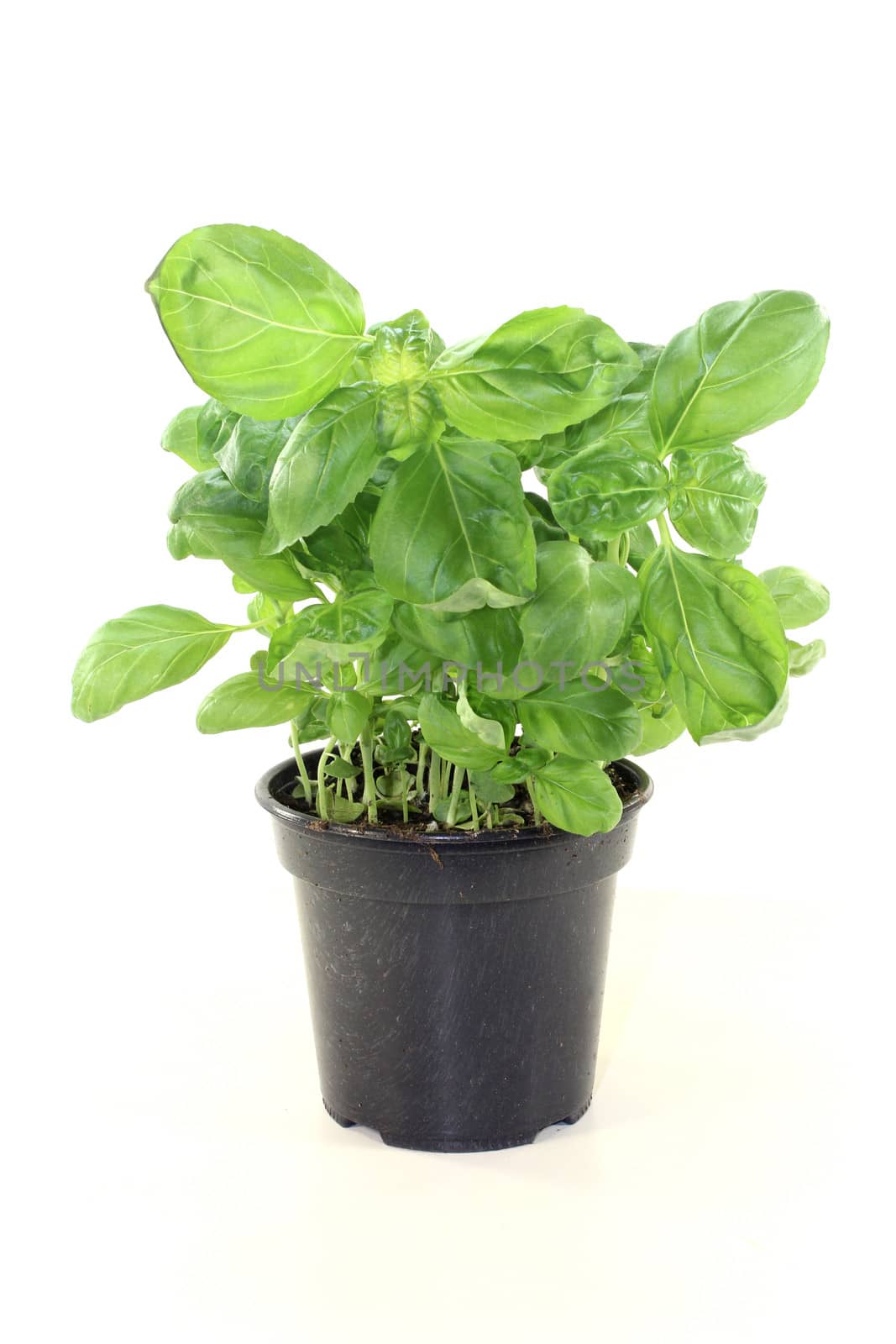 fresh basil on a white background