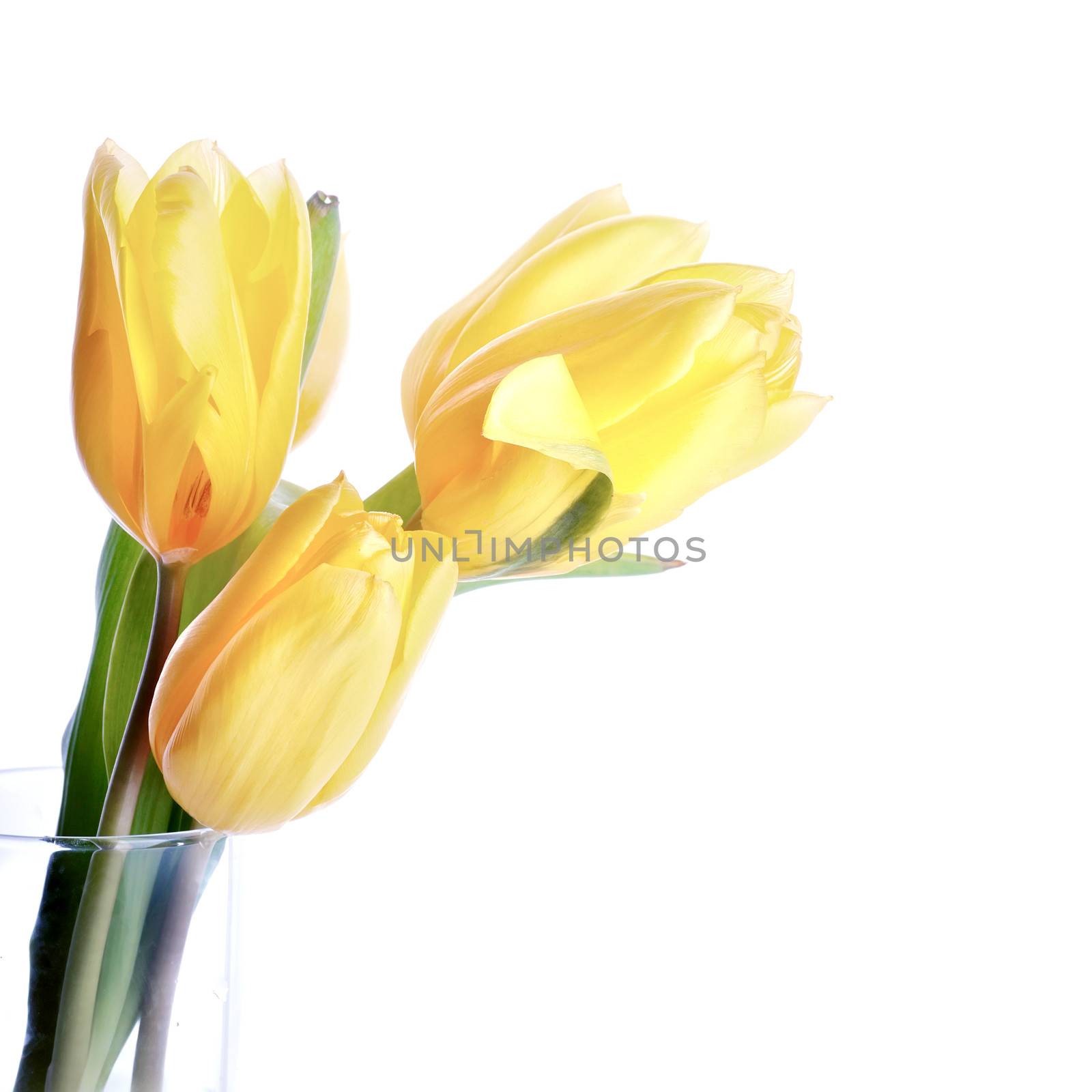 Bouquet of tulips. Spring flowers. Yellow tulips.