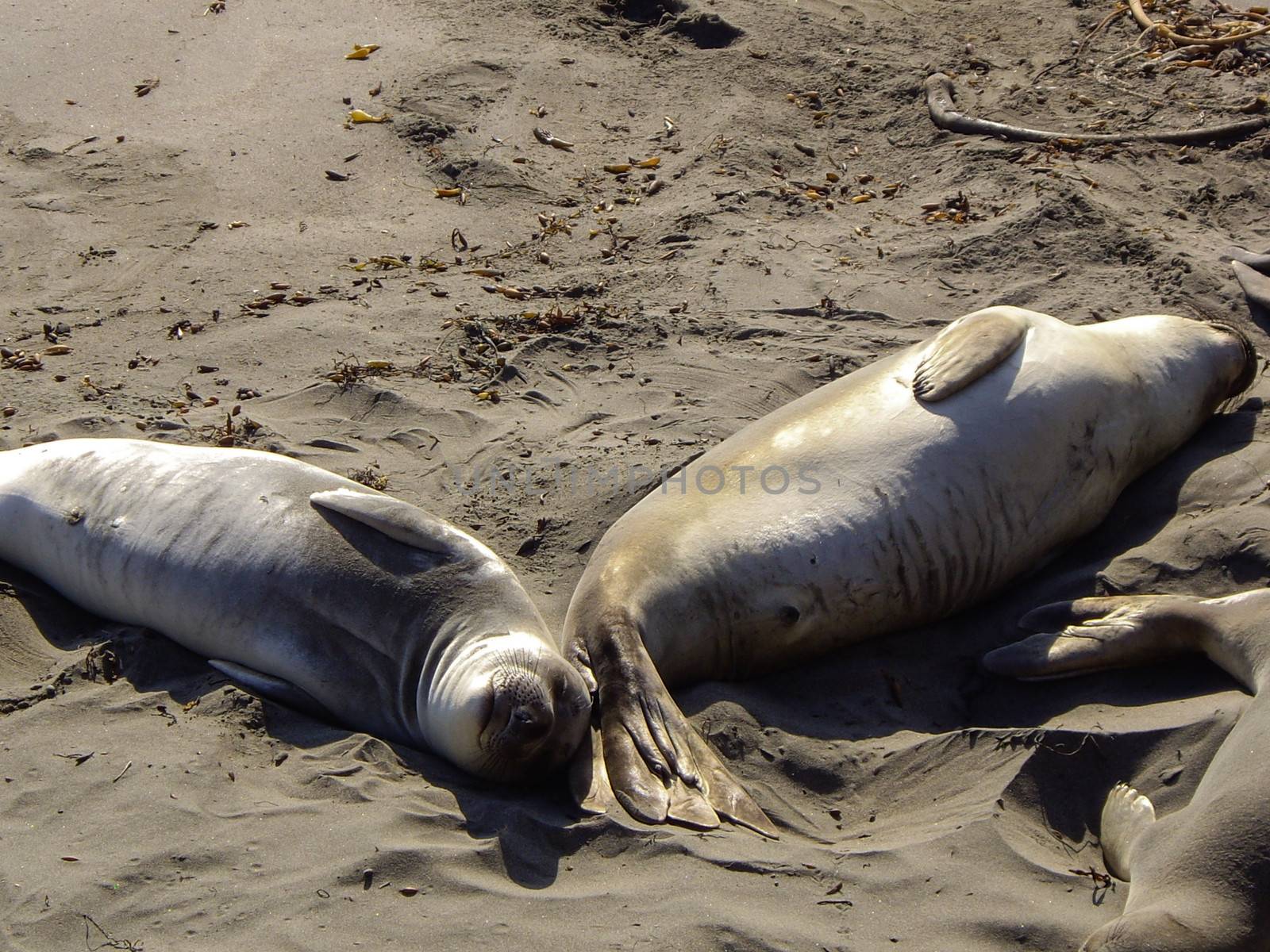 Two female Elephant Seals asleep on California beach