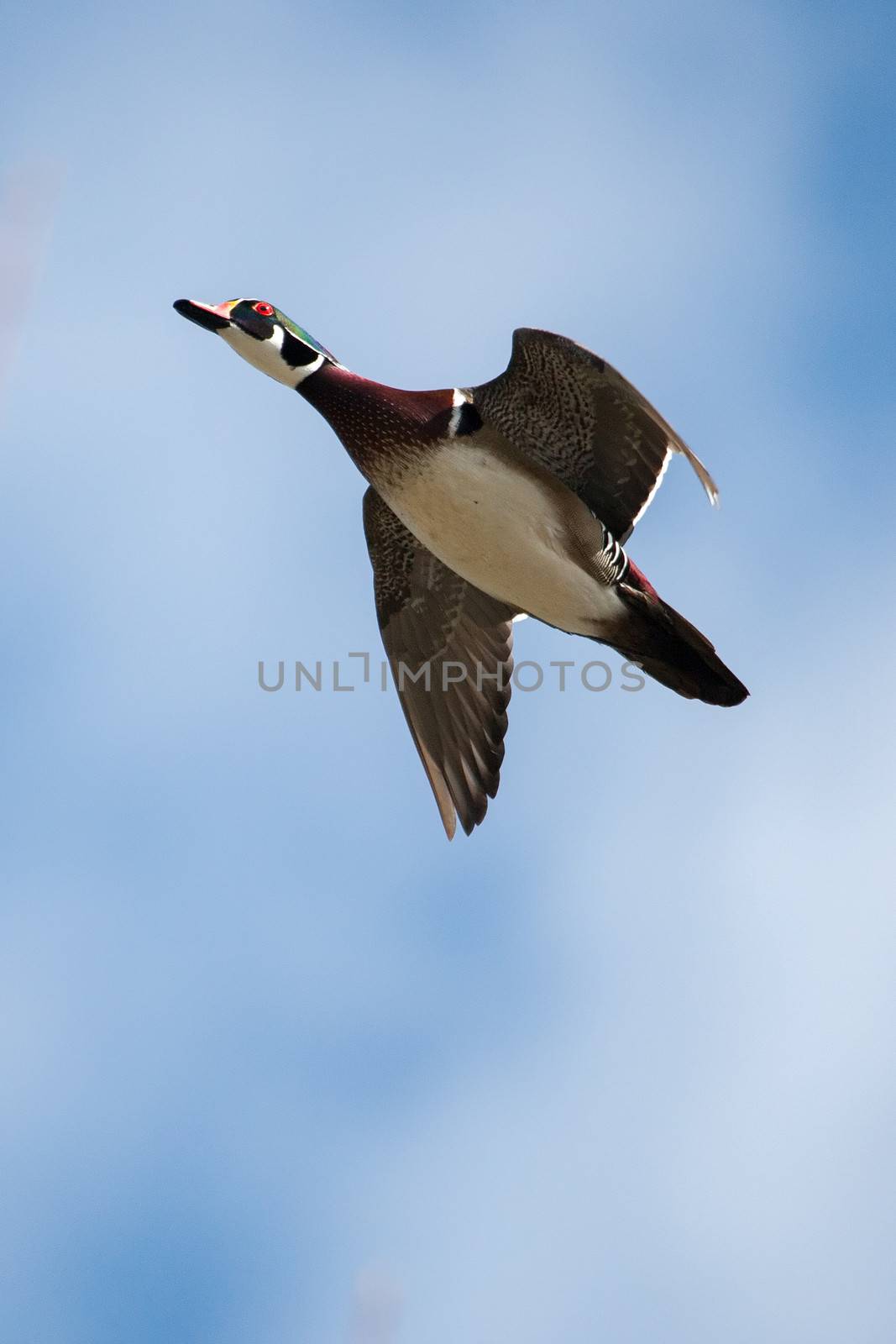 Male wood duck in flight with cloud and blue sky background