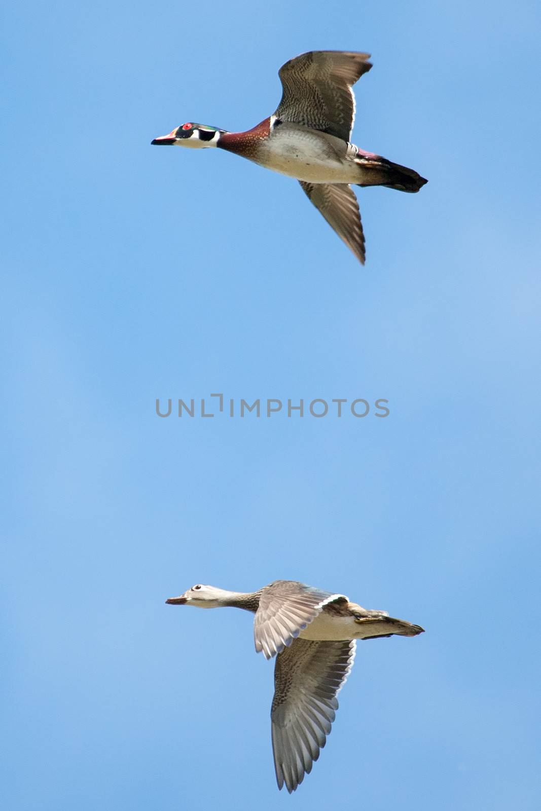 Male and Female wood ducks in flight with cloud and blue sky background