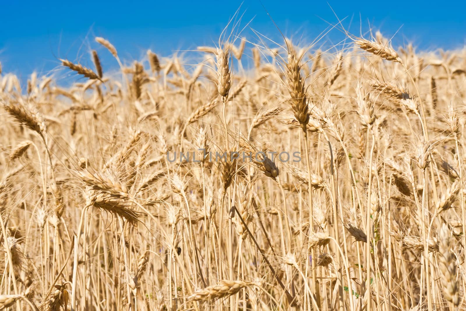 Wheat field by sailorr