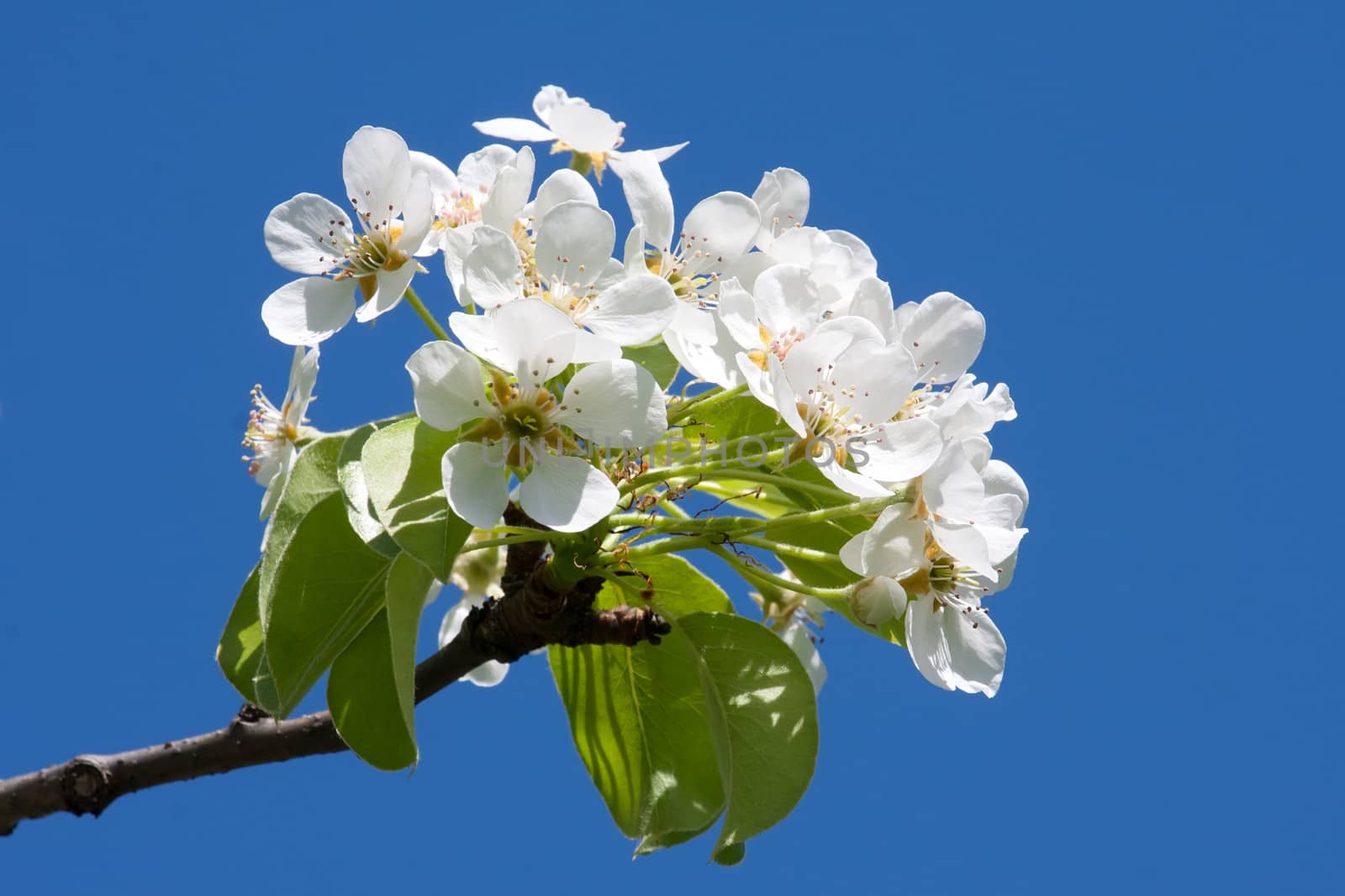 Beautiful spring blossom of apple cherry tree with white flowers