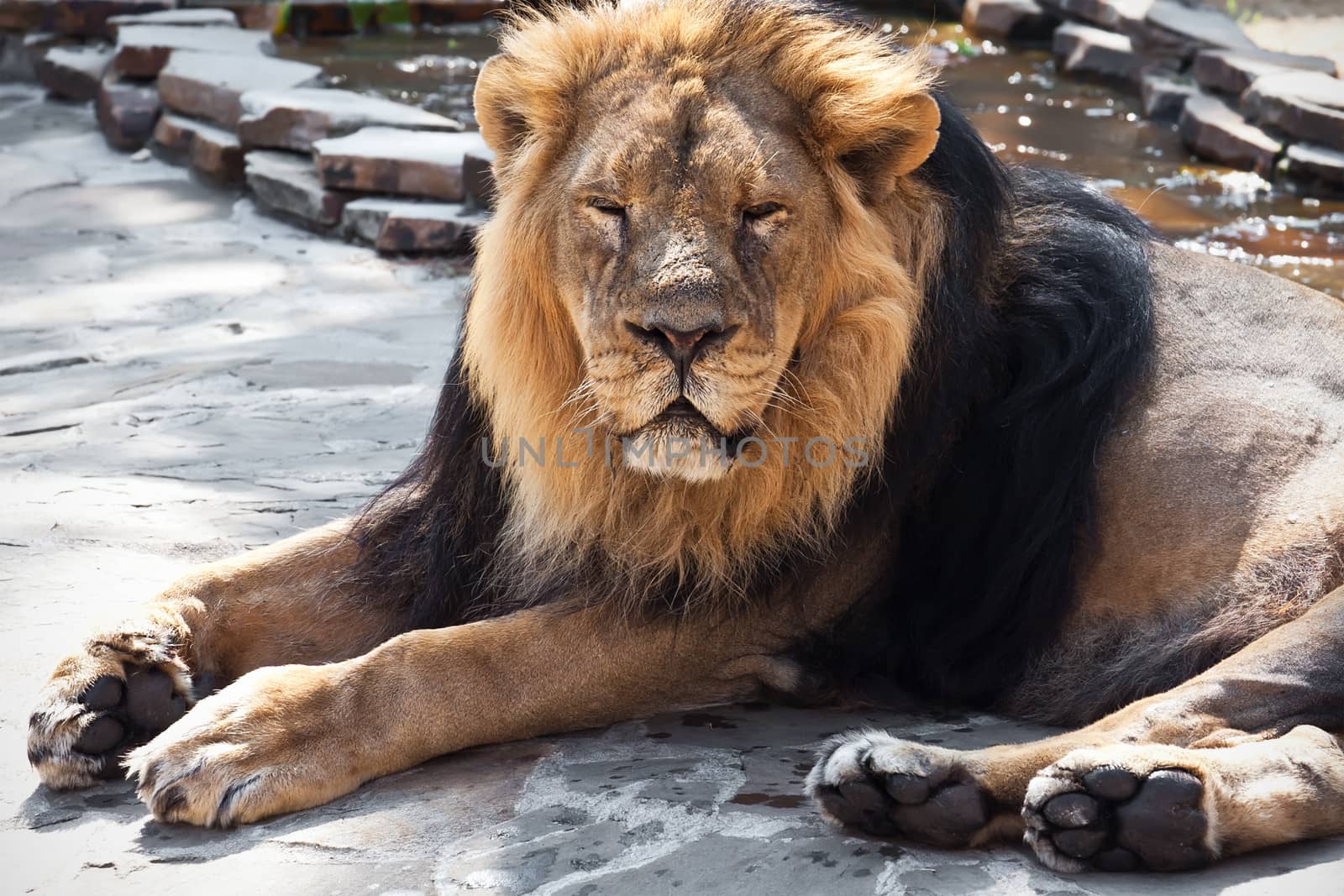 King of animals - African male lion in zoo