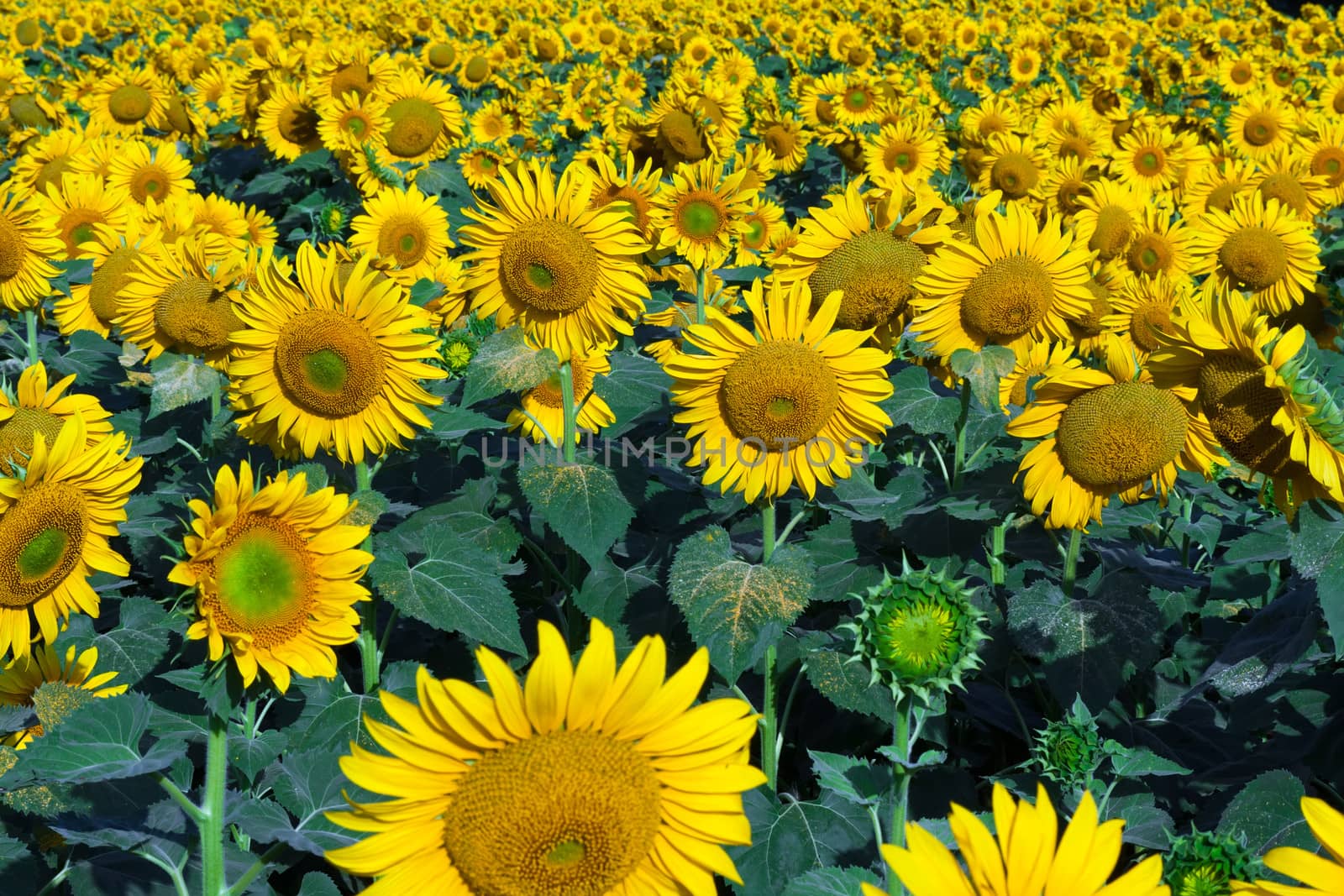 Beautiful blooming field of sunflowers under blue sky