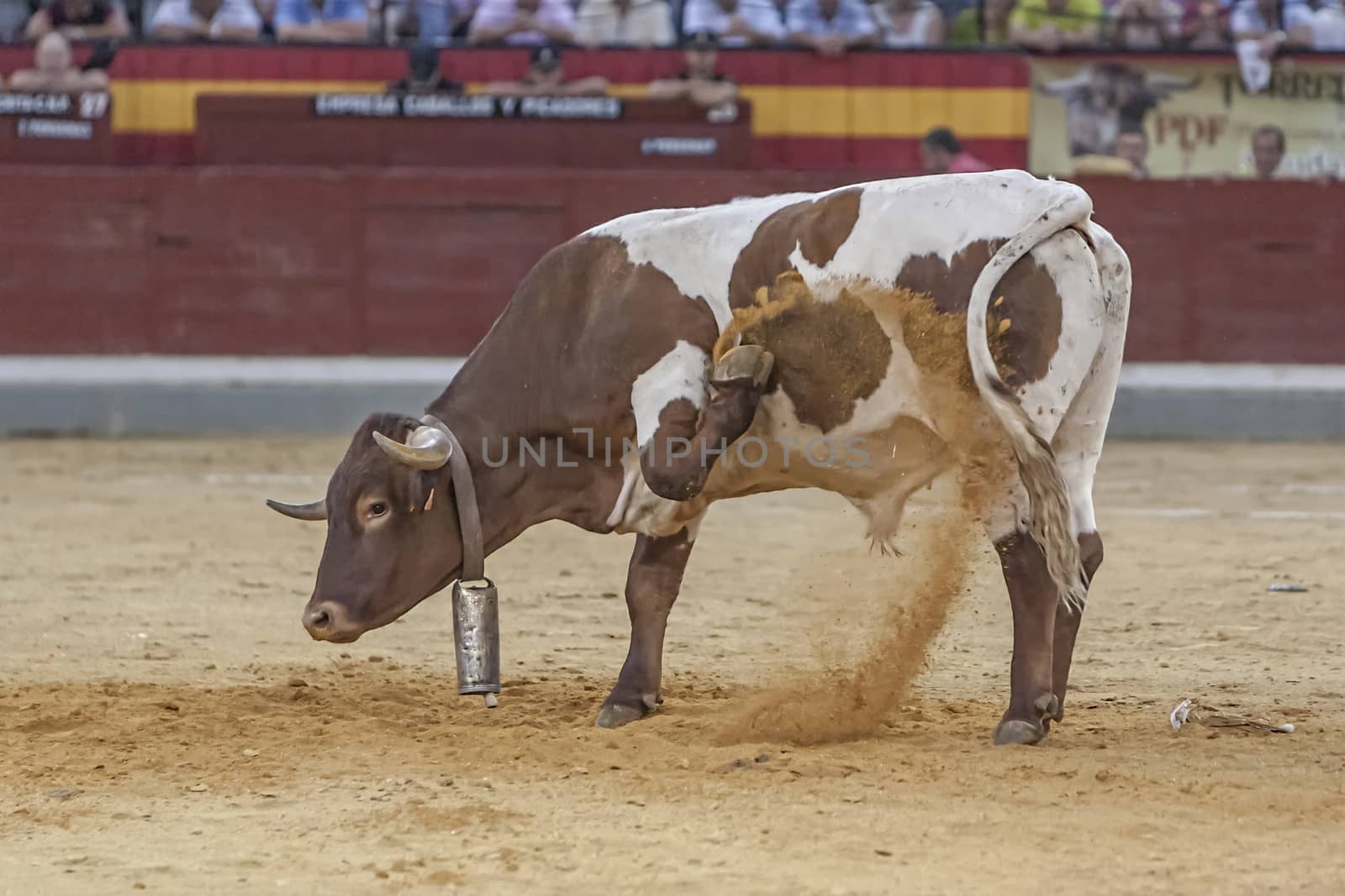  Jaen, SPAIN - 16 october 2011: Halter with cowbell digging into the sand of the plaza de toros de Jaen or also called Coso de la Alameda, Jaen province, Andalusia, Spain