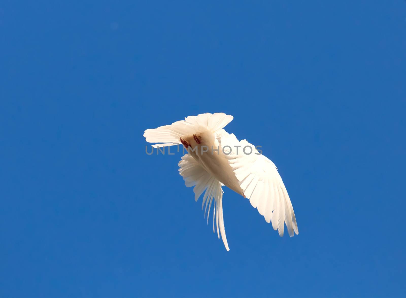 Nice close-up photo of white flying pigeon