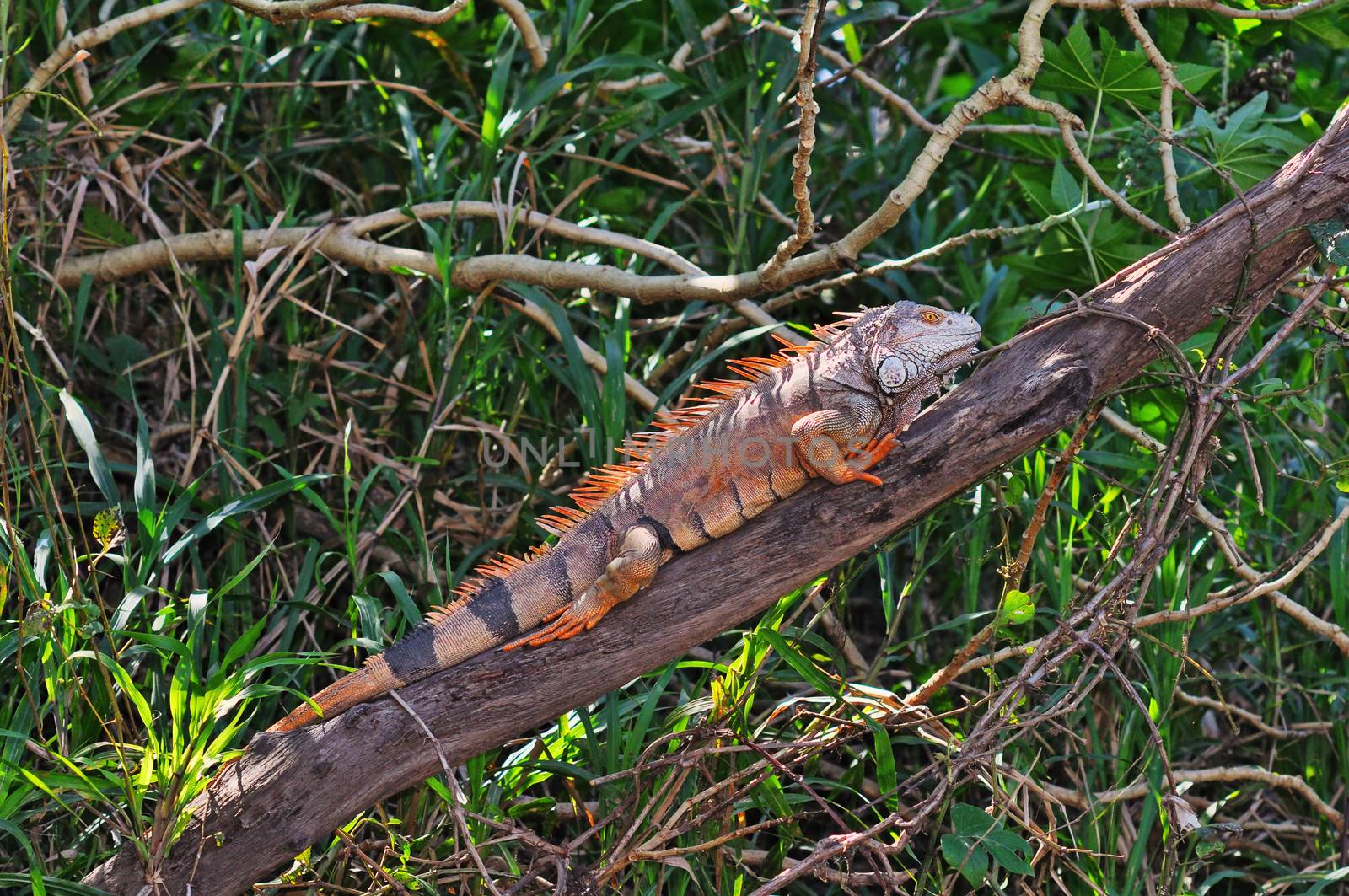 Green iguana on branch by Mirage3