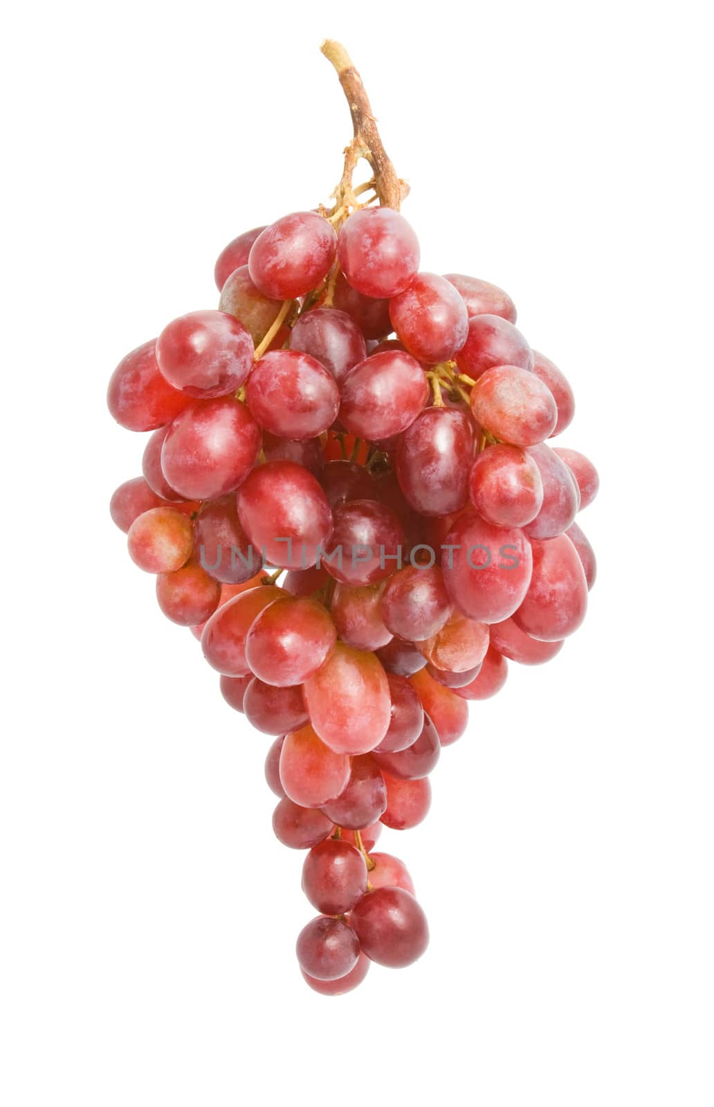 Branch of grapes isolated on white background