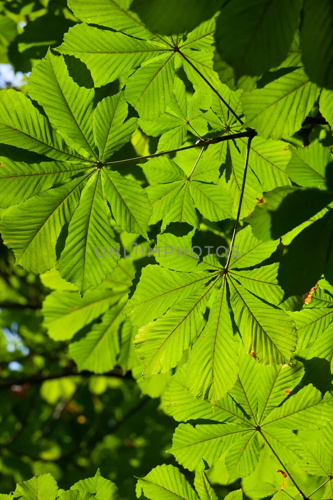 Leaves background by sailorr