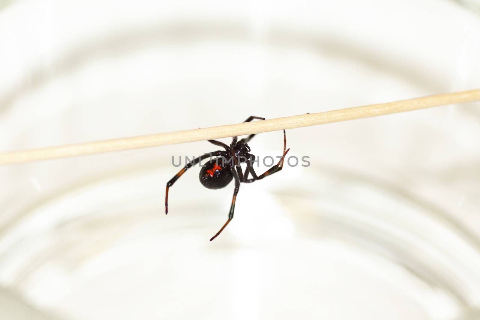 Black widow spider-2 by Mirage3