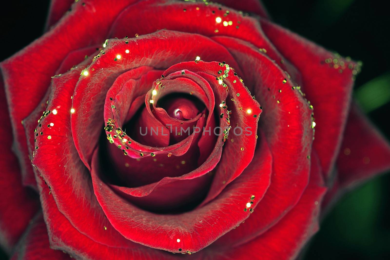 a rose with glitter on black background by gillespaire