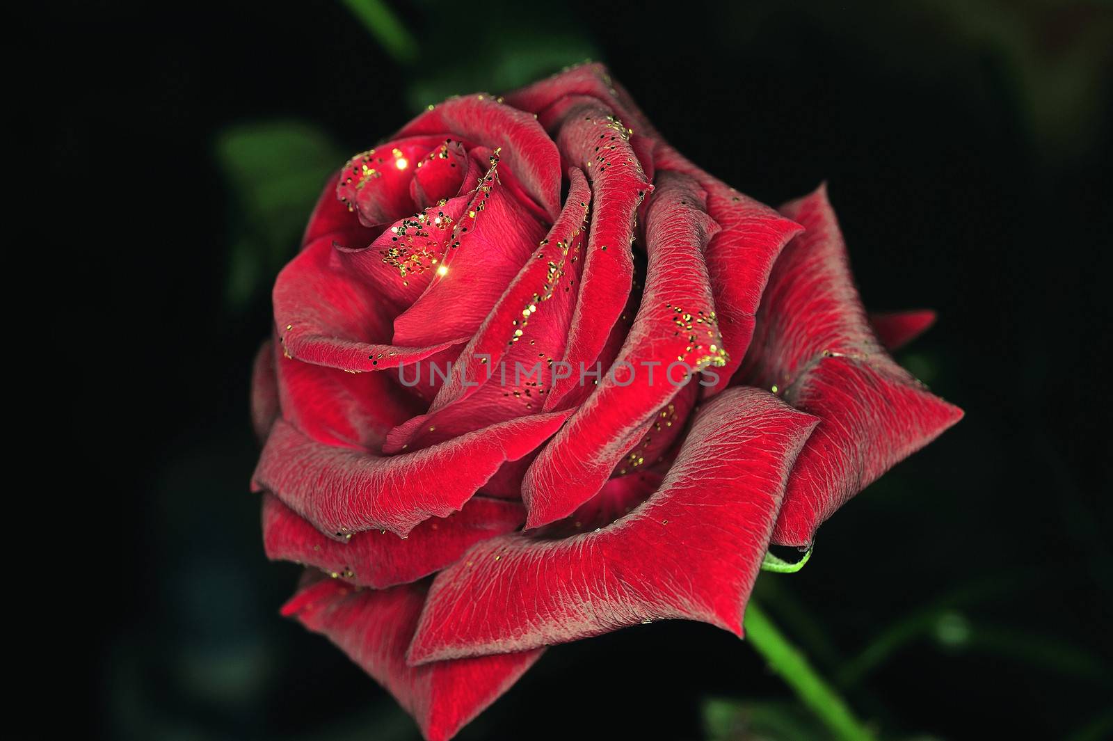 a rose with glitter on black background