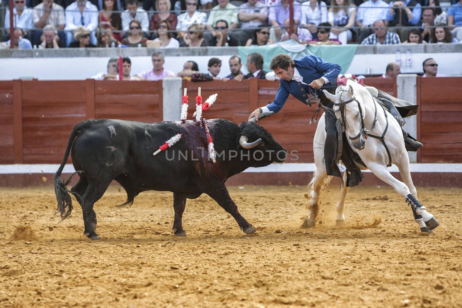 Pozoblanco, Cordoba province, SPAIN- 25 september 2011: Spanish bullfighter on horseback Pablo Hermoso de Mendoza bullfighting on horseback, Bull reaches the horse by nailing the right Horn in rear leg in Pozoblanco, Cordoba province, Andalusia, Spain