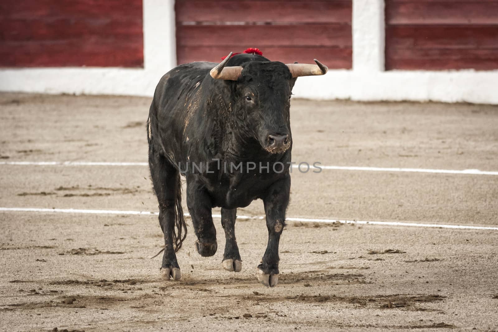 Linares, Jaen province, SPAIN - 28 august 2011: Bull about 650 Kg galloping in the sand right when I just got out of the bullpen, in the Linares bullring or also called arena of Santa Margarita, Linares, Jaen province, Andalusia, Spain