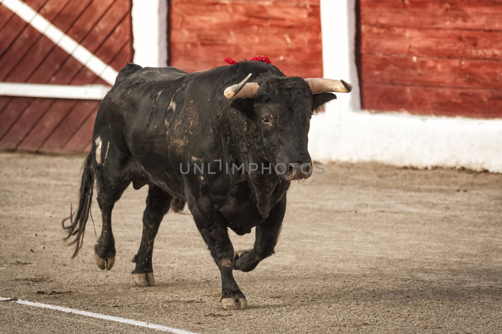 Linares, Jaen province, SPAIN - 28 august 2011: Bull about 650 Kg galloping in the sand right when I just got out of the bullpen, in the Linares bullring or also called arena of Santa Margarita, Linares, Jaen province, Andalusia, Spain
