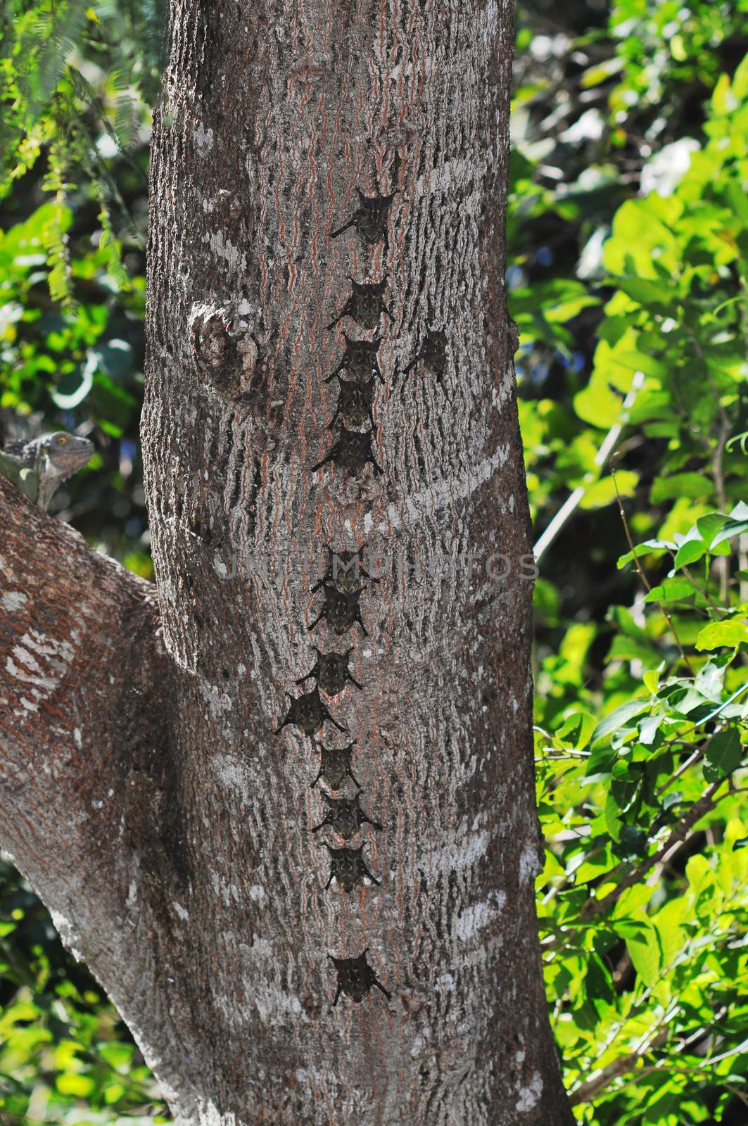 Bats in a row on tree trunk by Mirage3