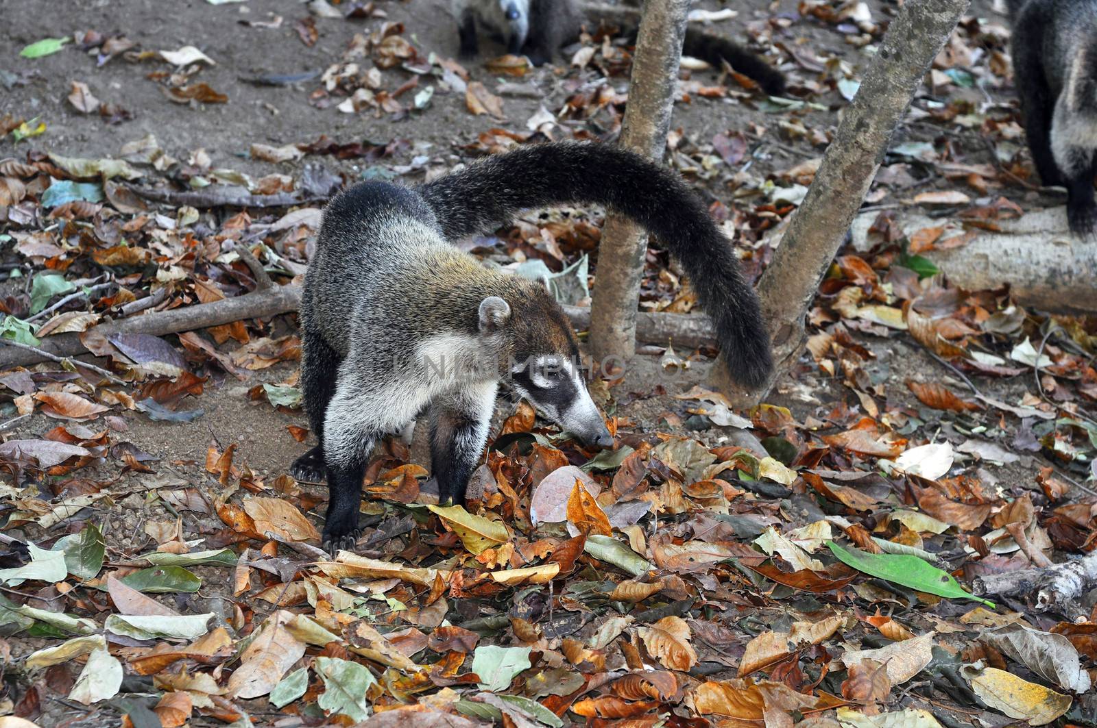 Cute tropical animal: white-nosed coati, Nasua narica, foraging.