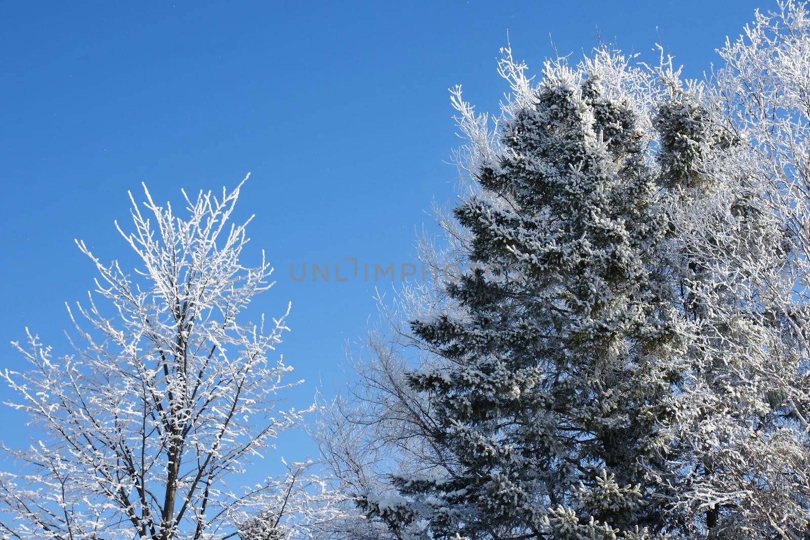 Frozen trees covered in snow on beautiful winter day with blue sky