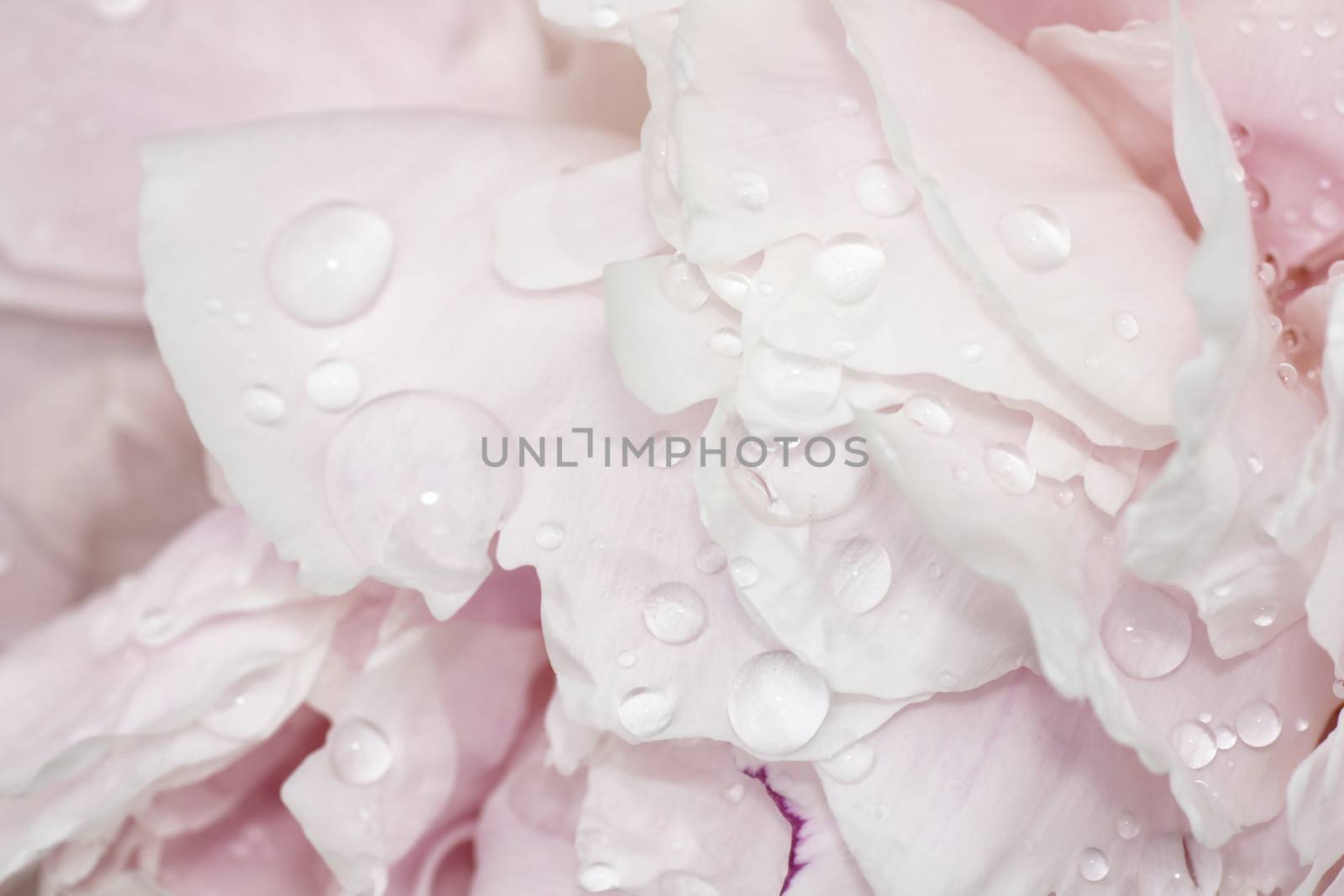 Beautiful soft pink peonies with drops of rain on petals, floral background