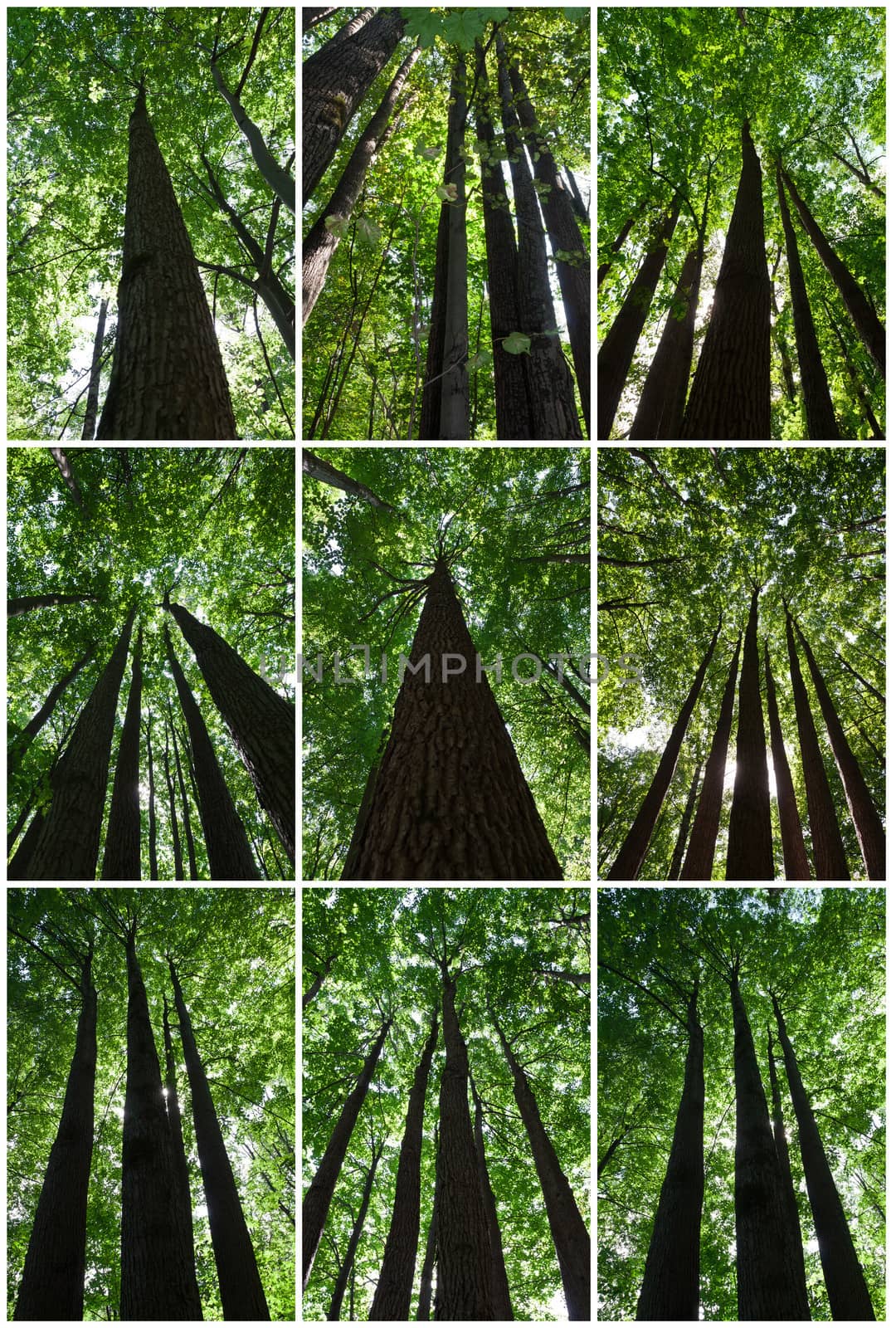 Beautiful photos of green forest on sunny day