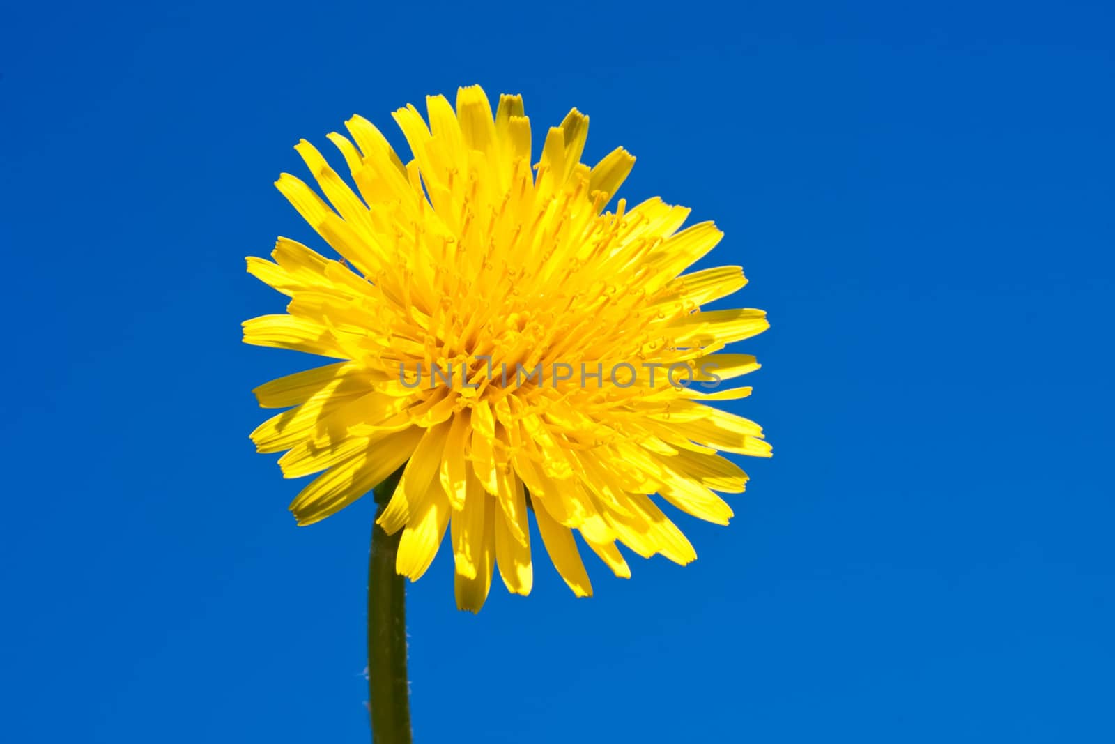 Beautiful bright yellow dandelion flower, spring photo