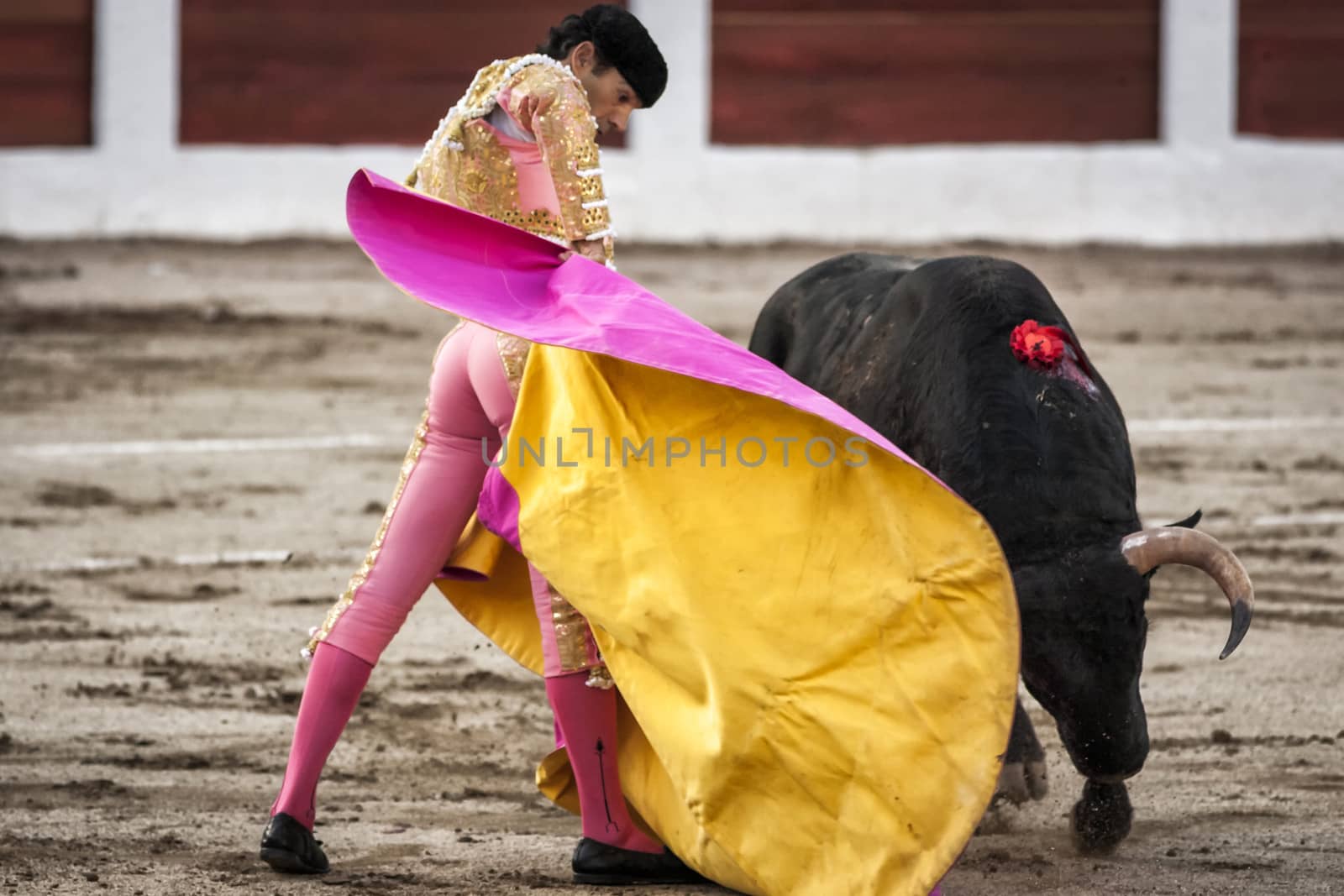 Linares, Jaen province, SPAIN - 28 august 2011: Spanish bullfighter Manuel Jesus El Cid with the capote or cape bullfighting a bull of nearly 600 kg of black ash during a bullfight held in Linares, Jaen province, Spain, 28 august 2011