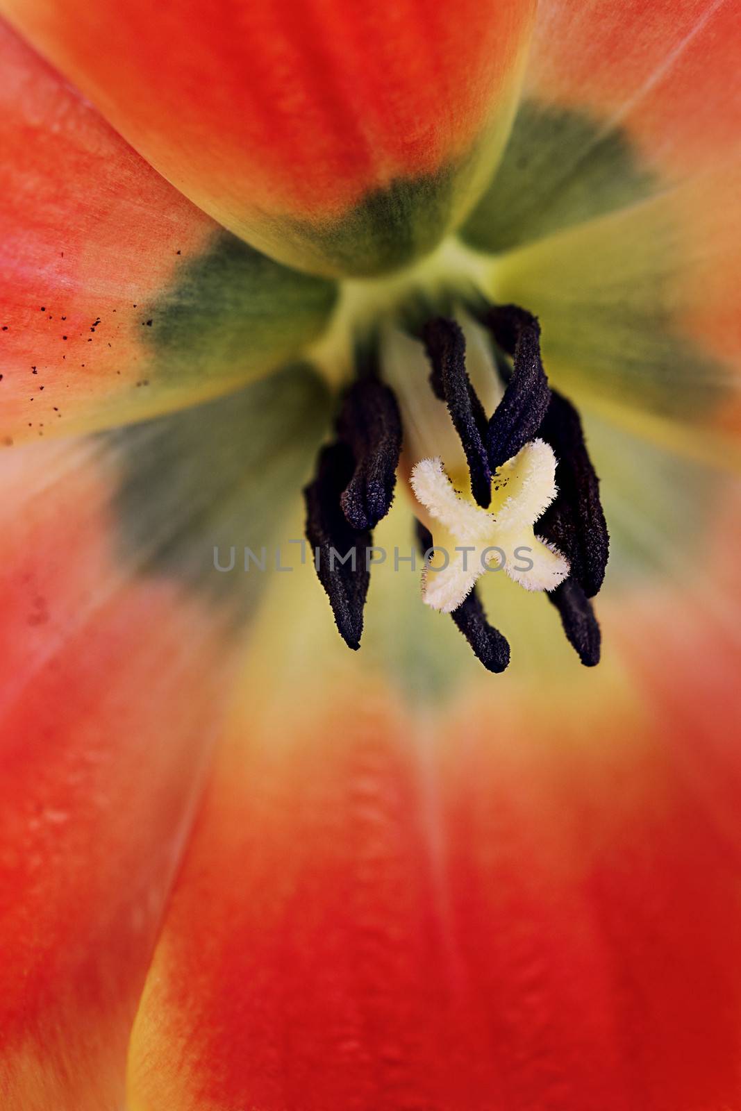 Center of a Tulip by StephanieFrey