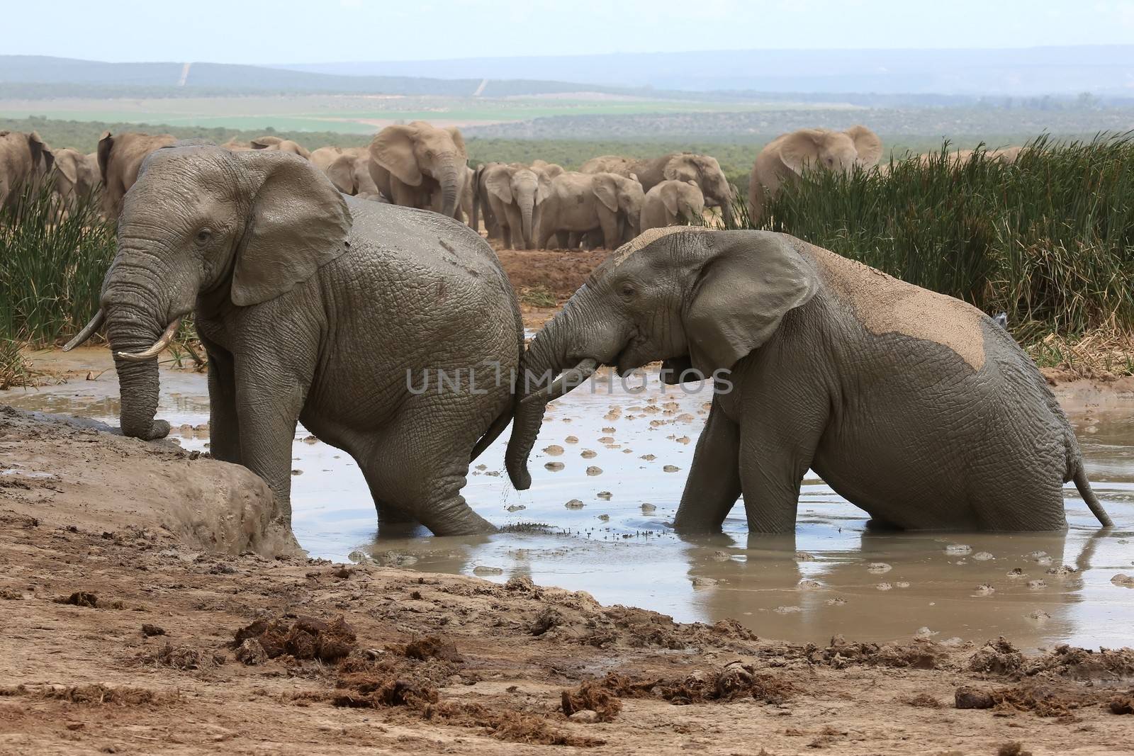 African elephants cooling off and playing in muddy water