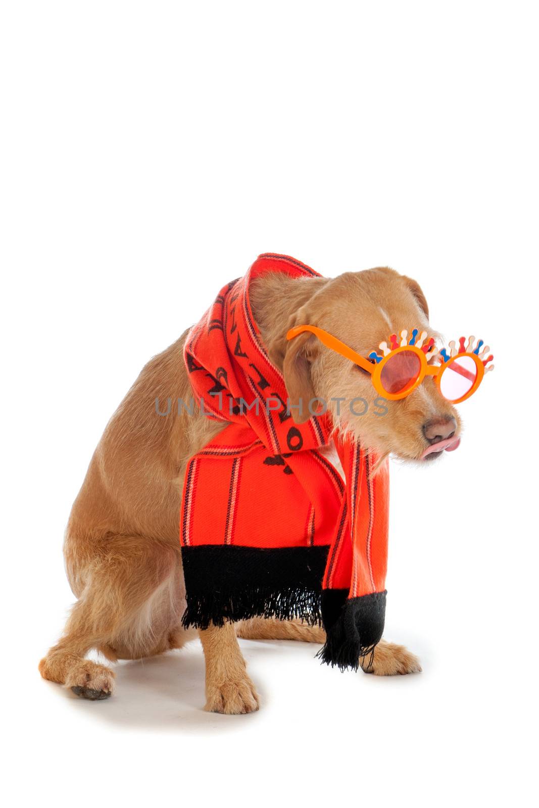 a brown dog, ready to suppport the dutch soccerteam!