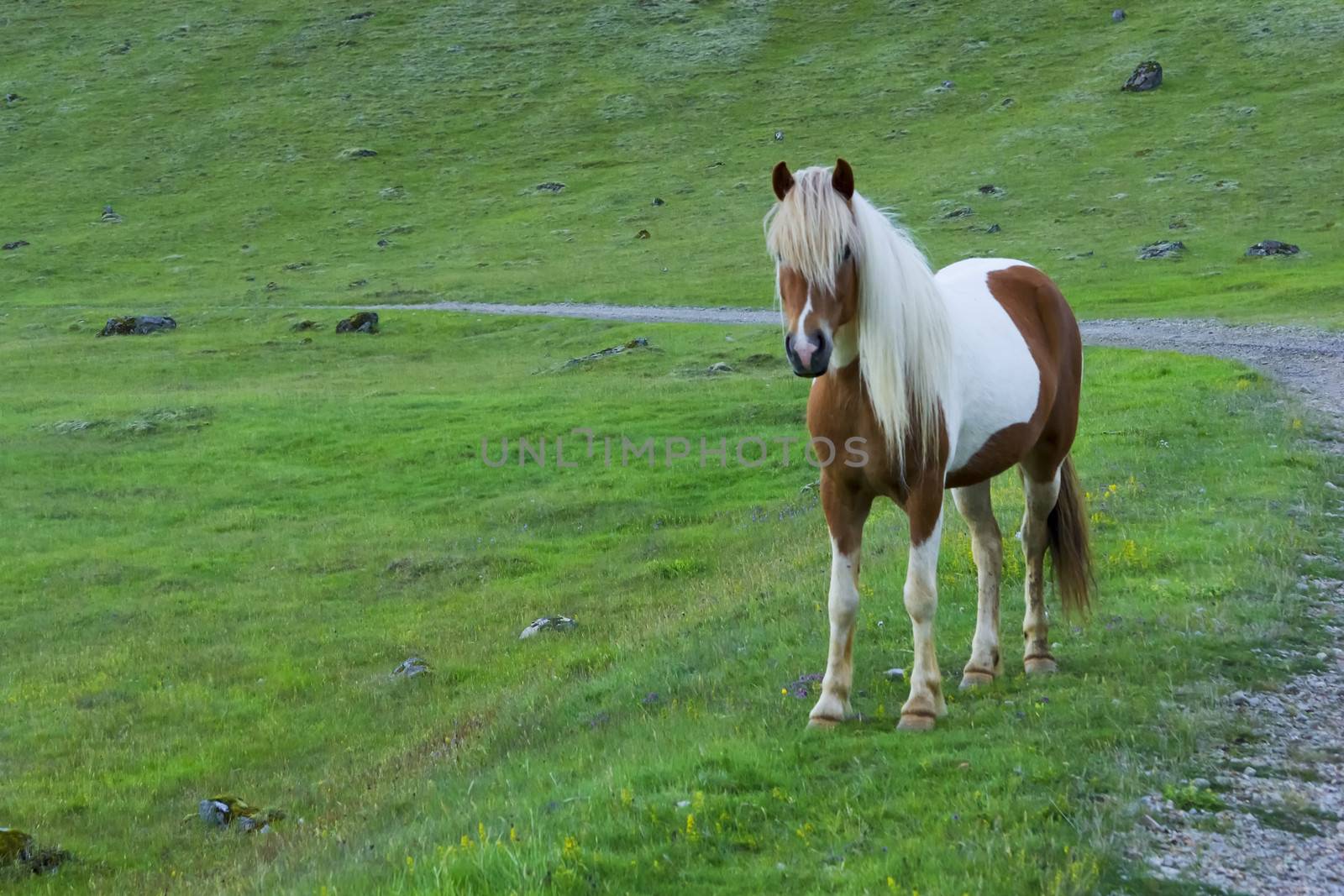 Icelandic Horse against summer evening landscape