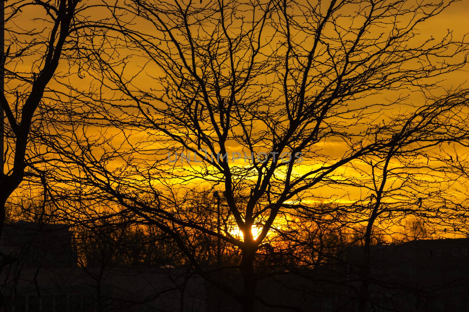 Golden rays shining down throw tree branch in Amsterdam, The Net by Tetyana