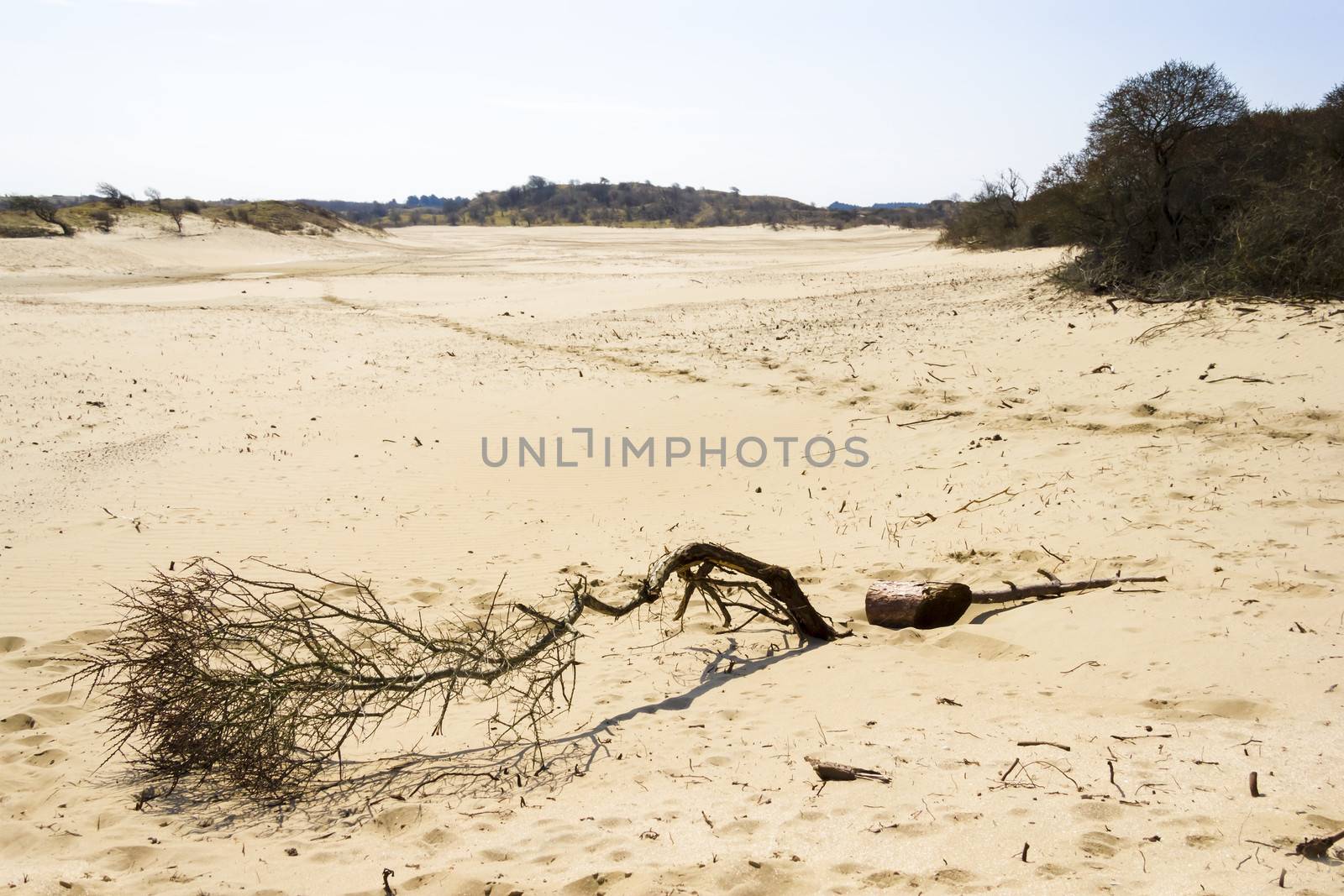 Sand landscape, National Park Zuid Kennemerland, The Netherlands by Tetyana