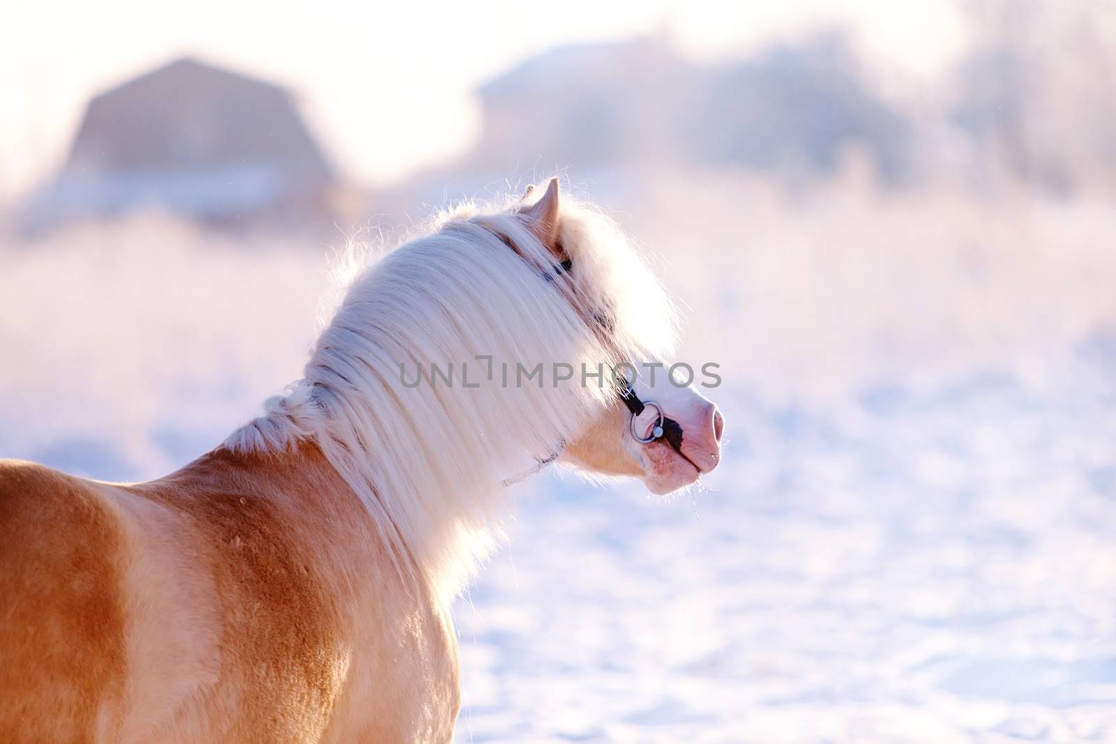 Portrait of a beige pony by Azaliya