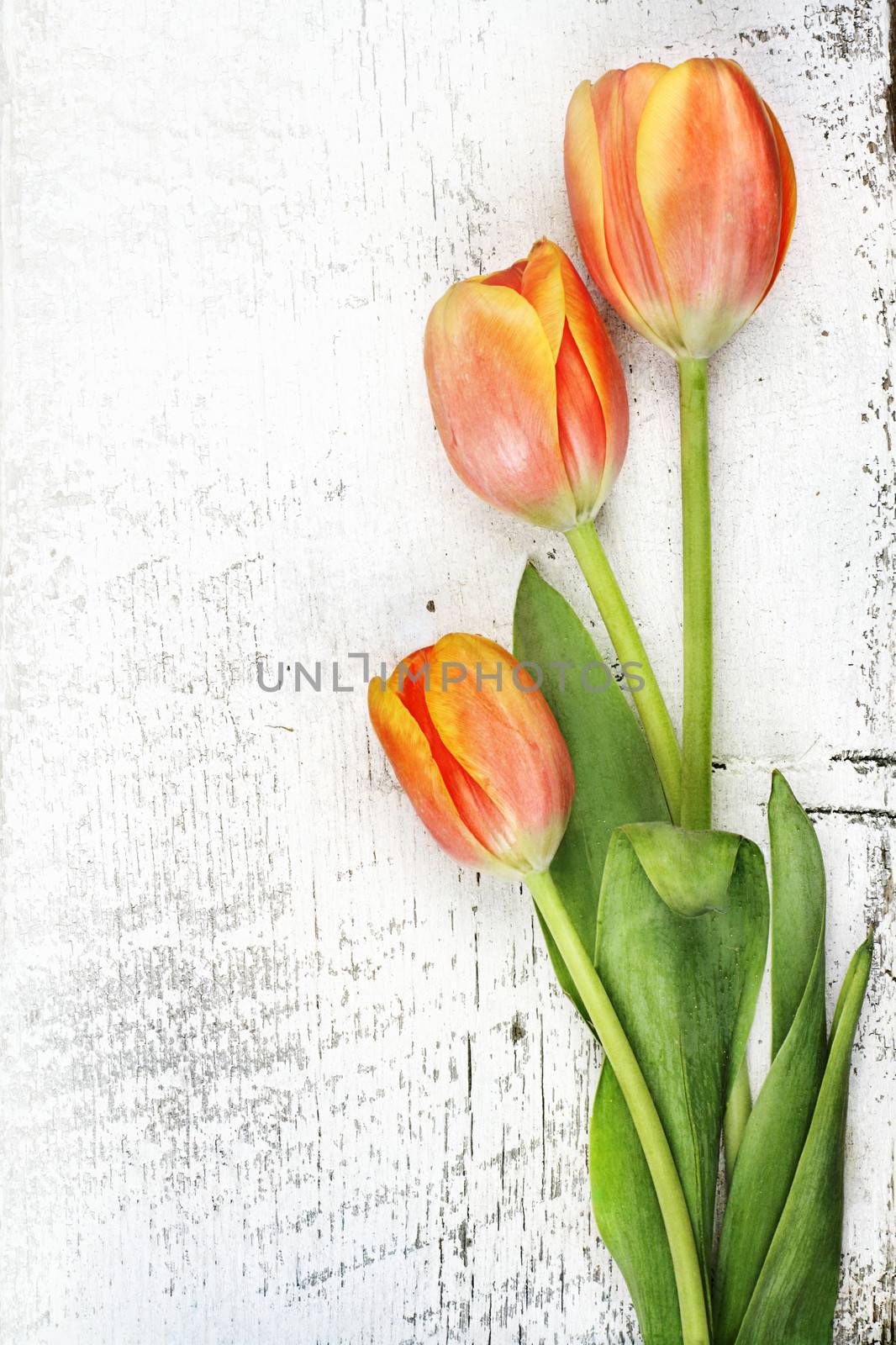 Three beautiful orange tulips over a rustic background with copy space. 