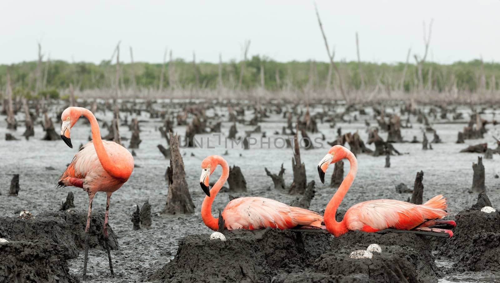 Colony of Great Flamingo the on nests. Rio Maximo, Camaguey, Cuba. 