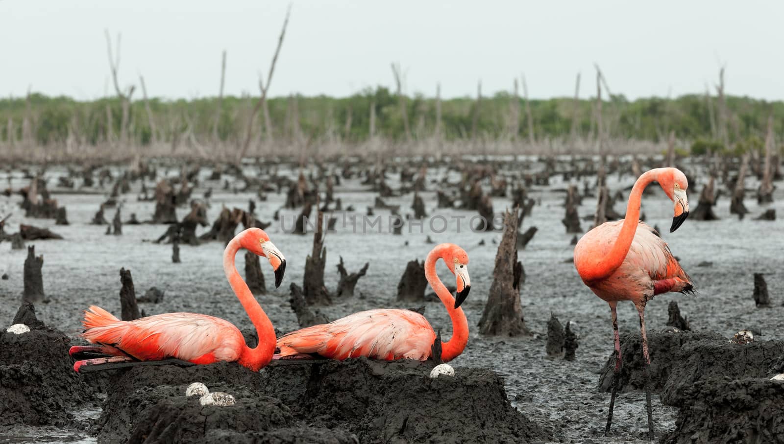 Flamingo (Phoenicopterus ruber) colony. by SURZ
