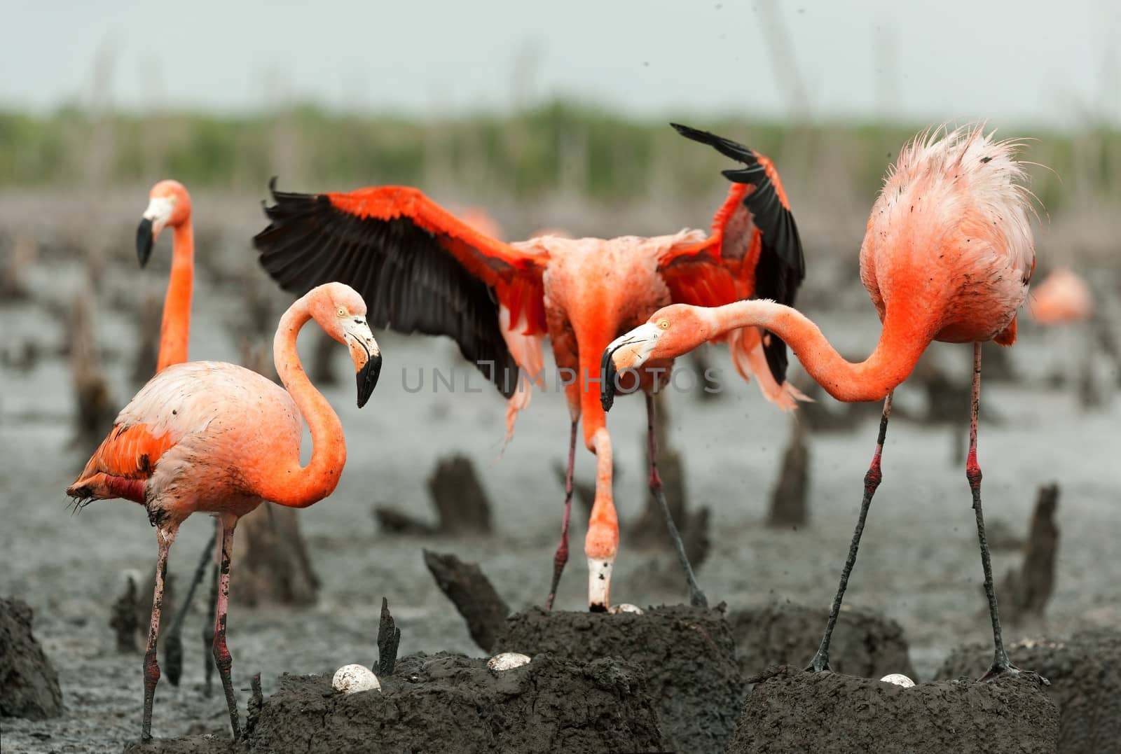 Colony of Great Flamingo the on nests. Rio Maximo, Camaguey, Cuba. 