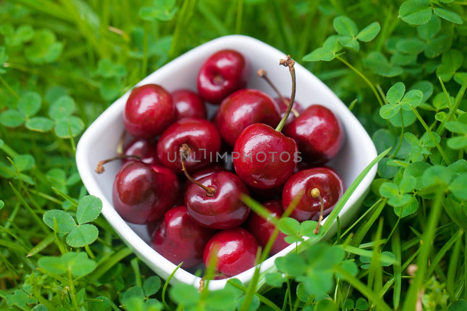 Cherries in a ceramic bowl on green grass