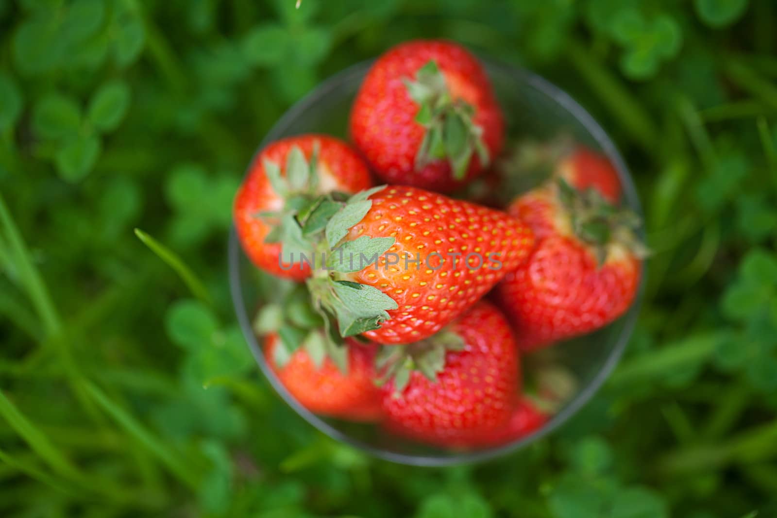 strawberries lying on green grass by jannyjus