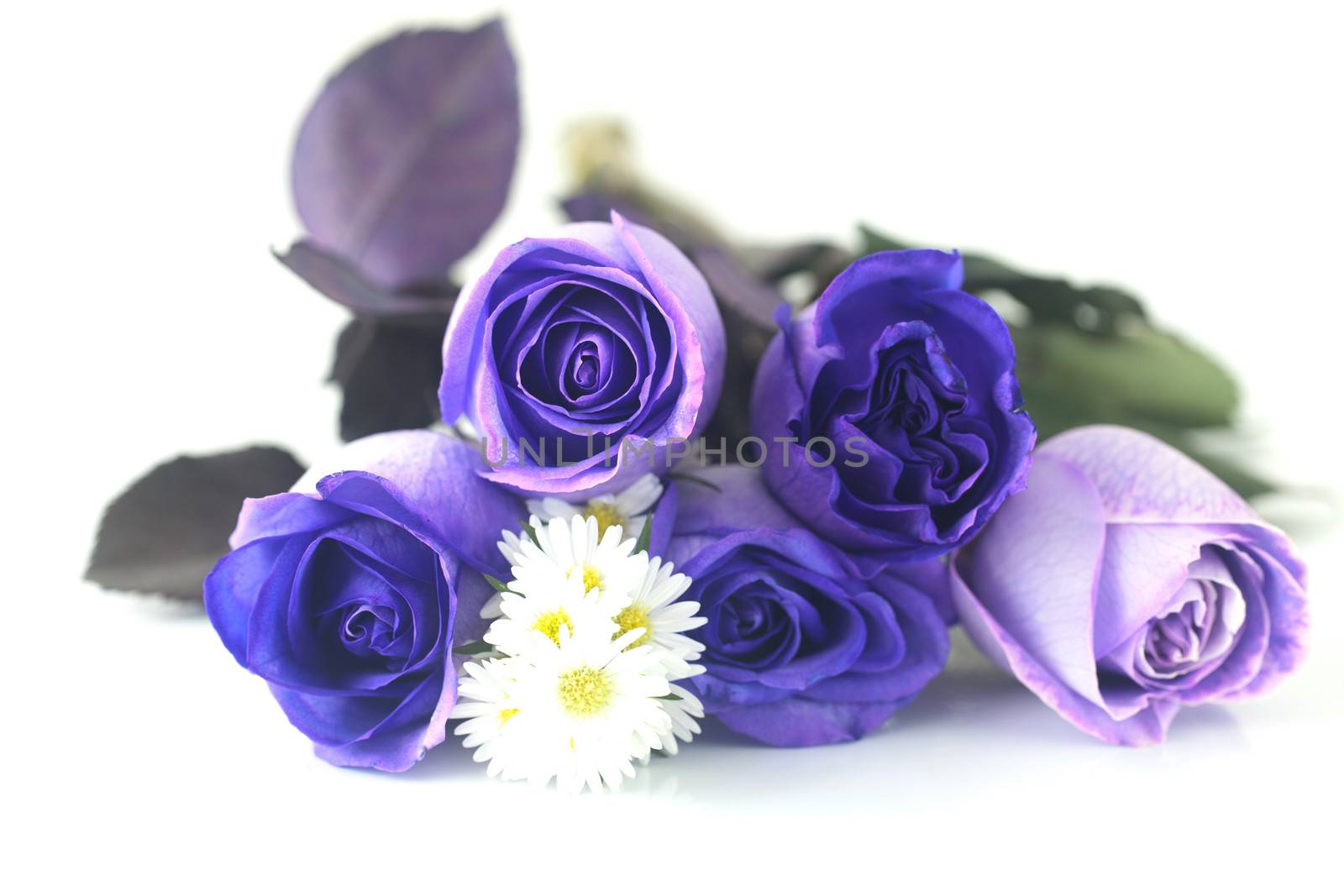 bouquet of beautiful violet roses 