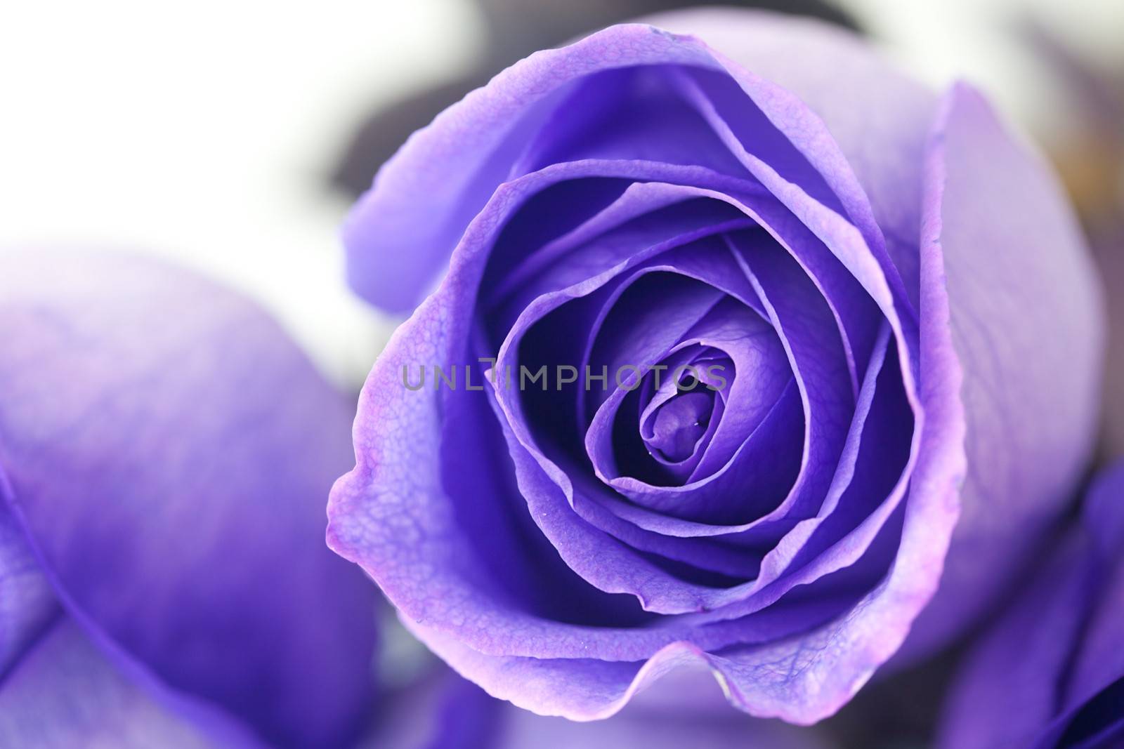 macro background of beautiful violet roses  by jannyjus